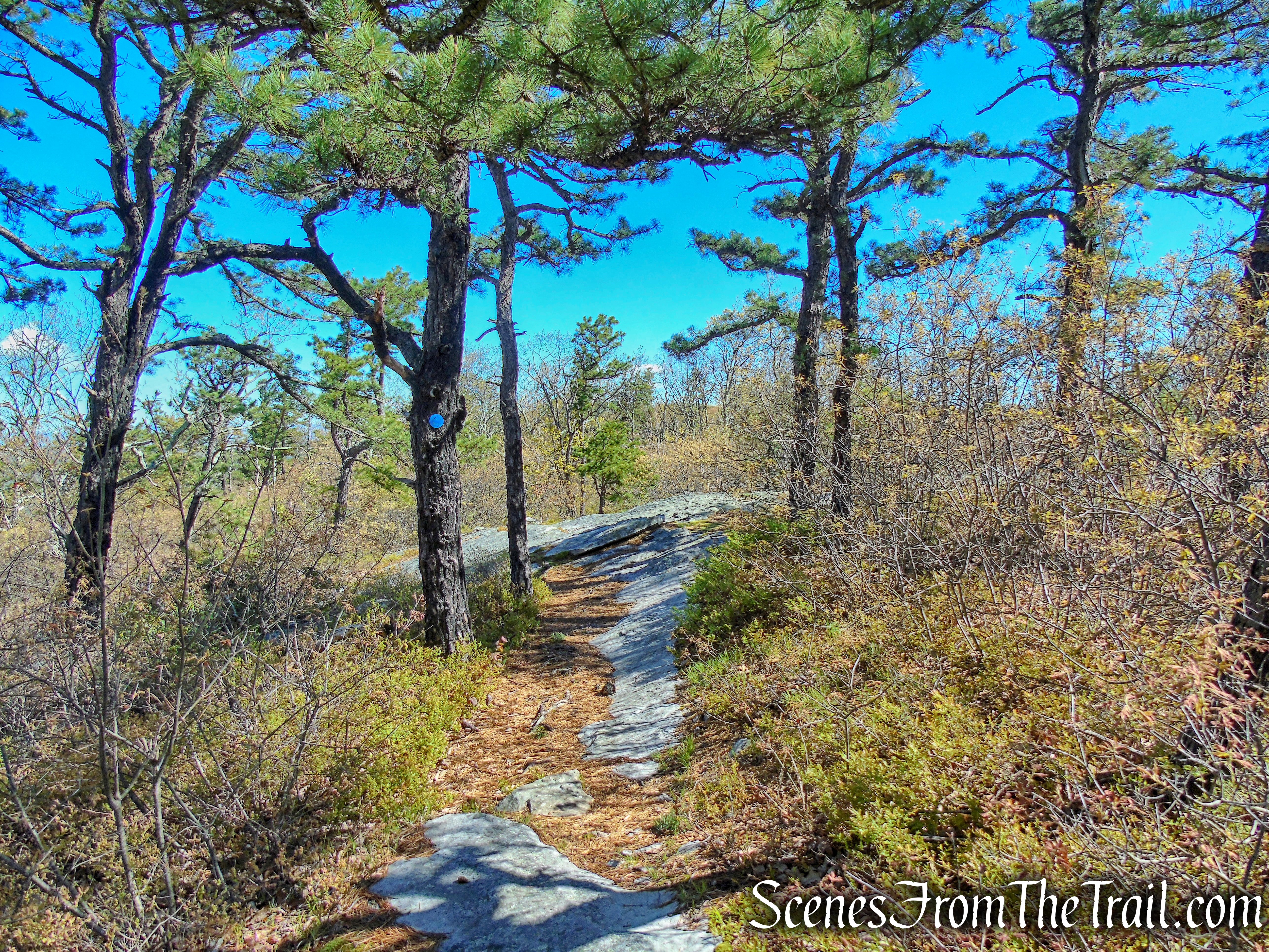 Coaligned SRT/Long Path - Roosa Gap State Forest