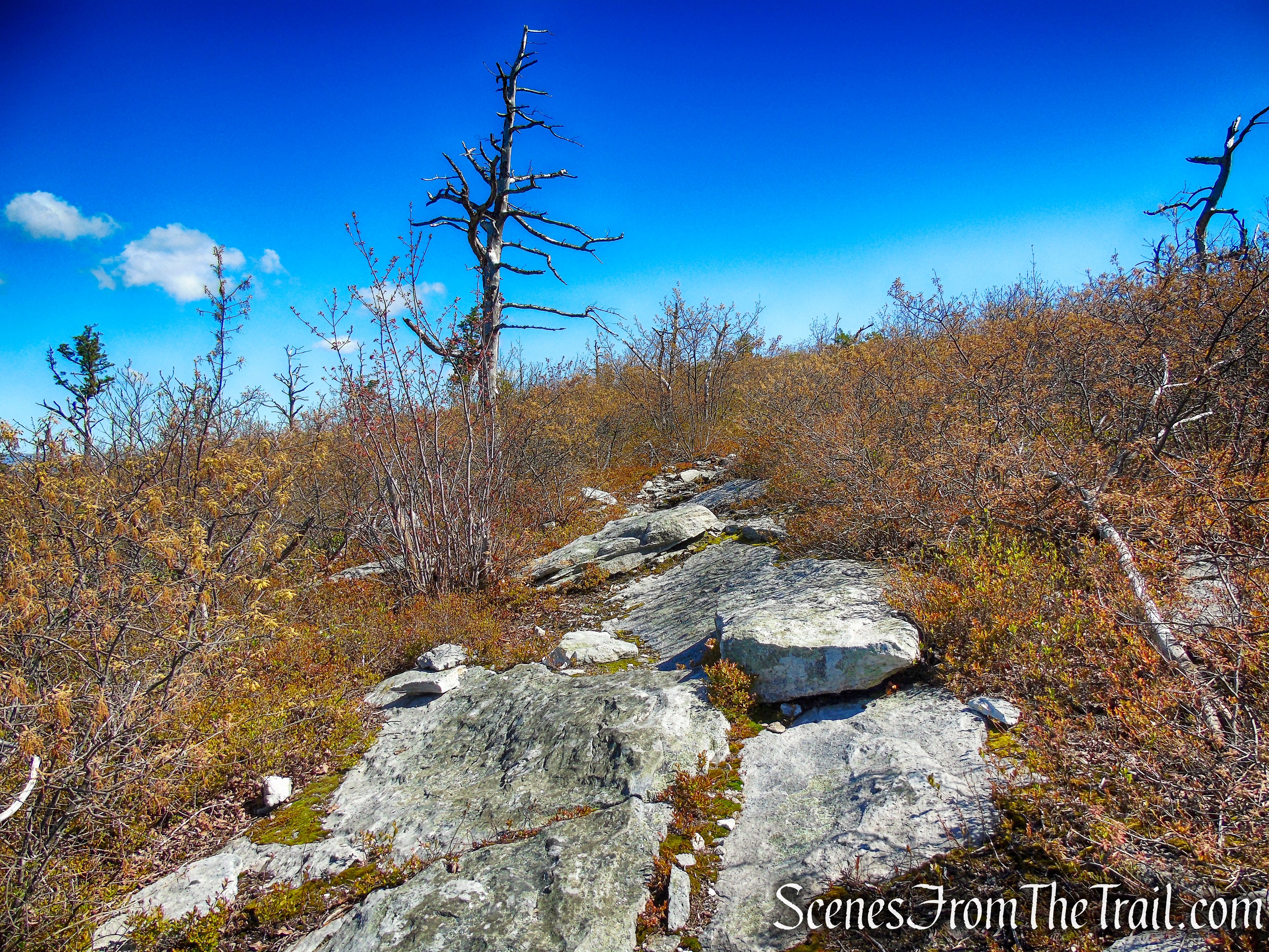 Coaligned SRT/Long Path - Roosa Gap State Forest