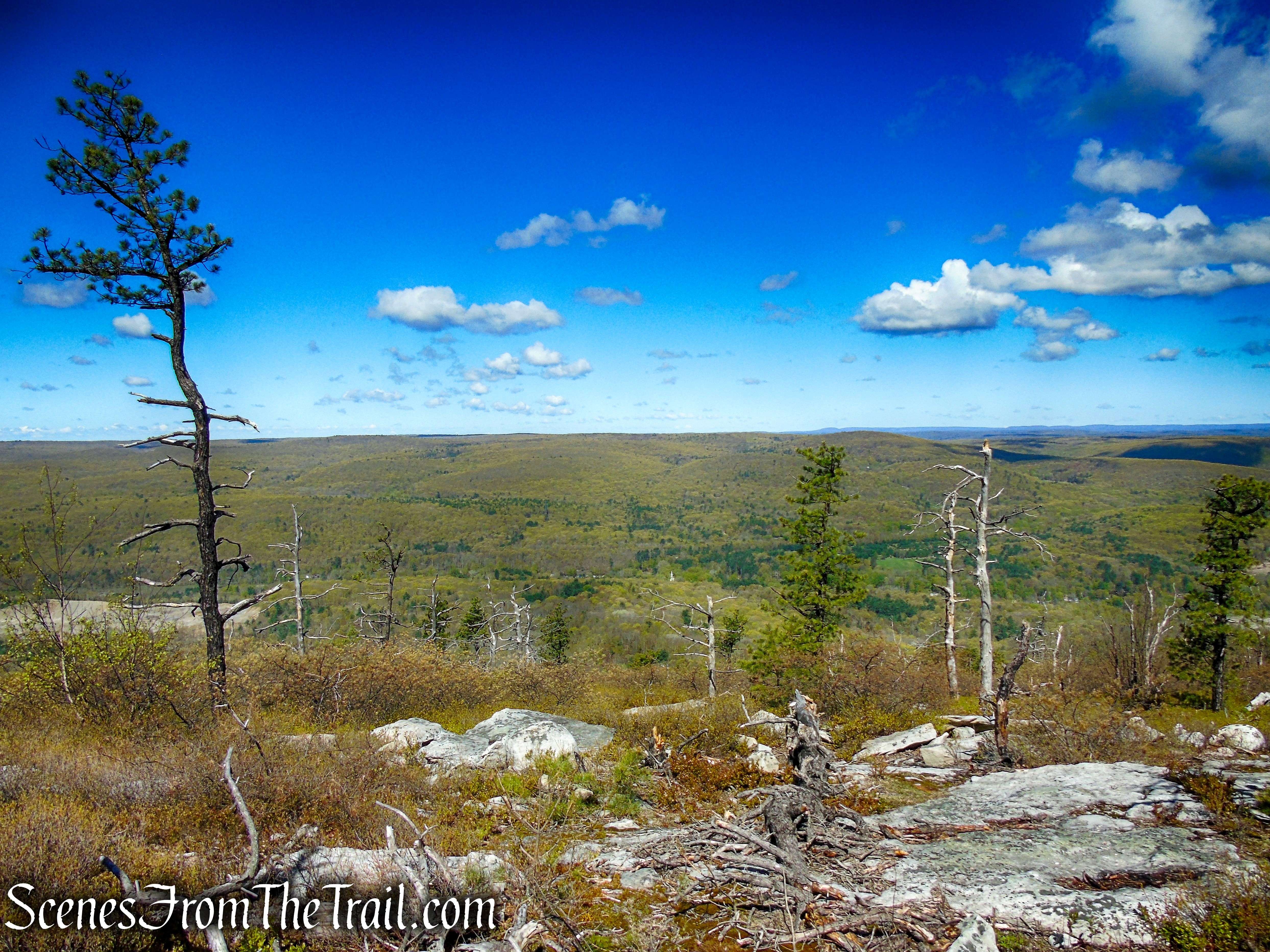 Coaligned SRT/Long Path - Roosa Gap State Forest