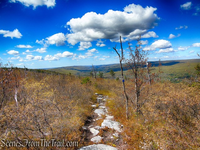 Coaligned SRT/Long Path - Roosa Gap State Forest