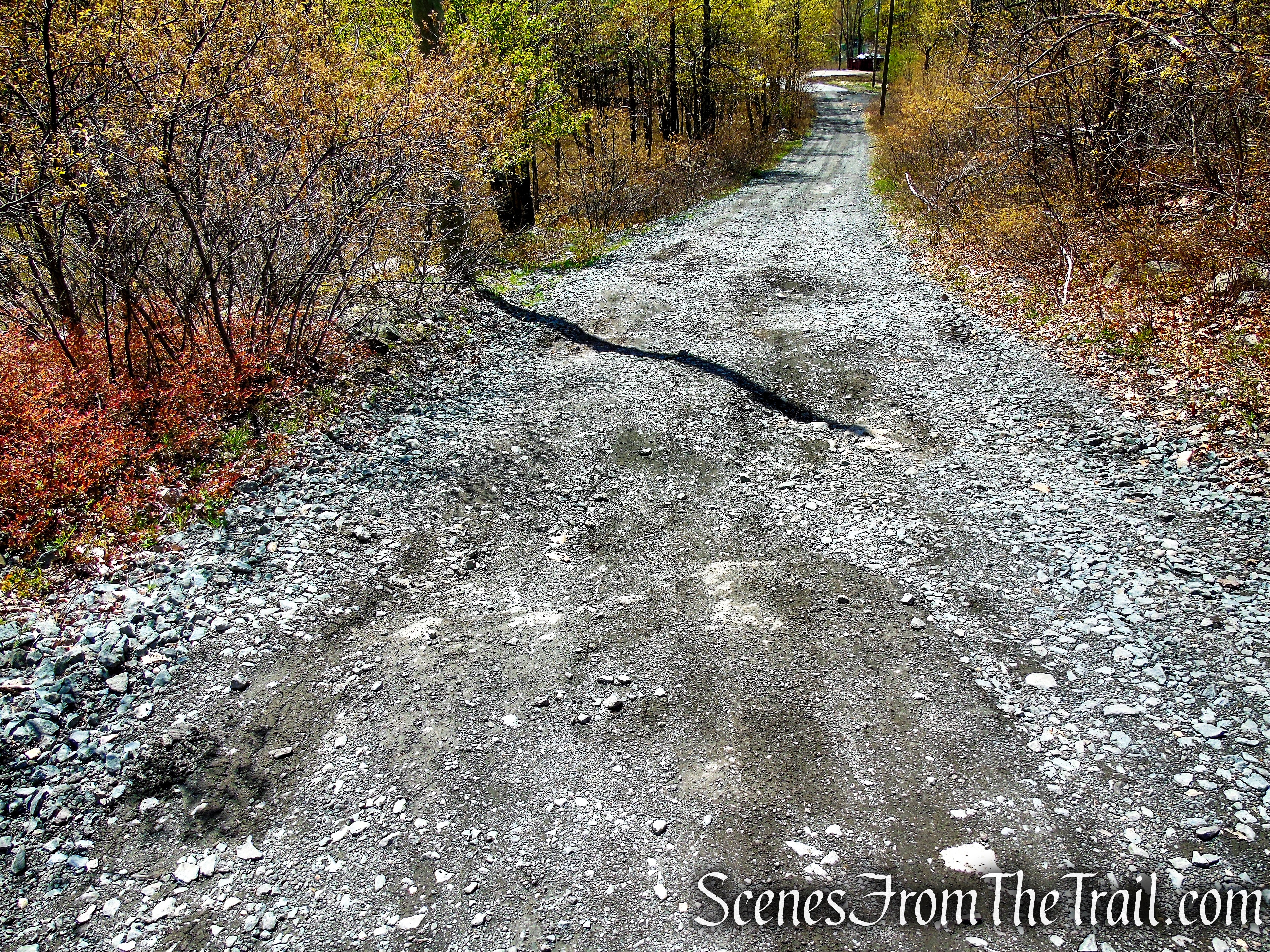 Fire Tower Road - Roosa Gap State Forest