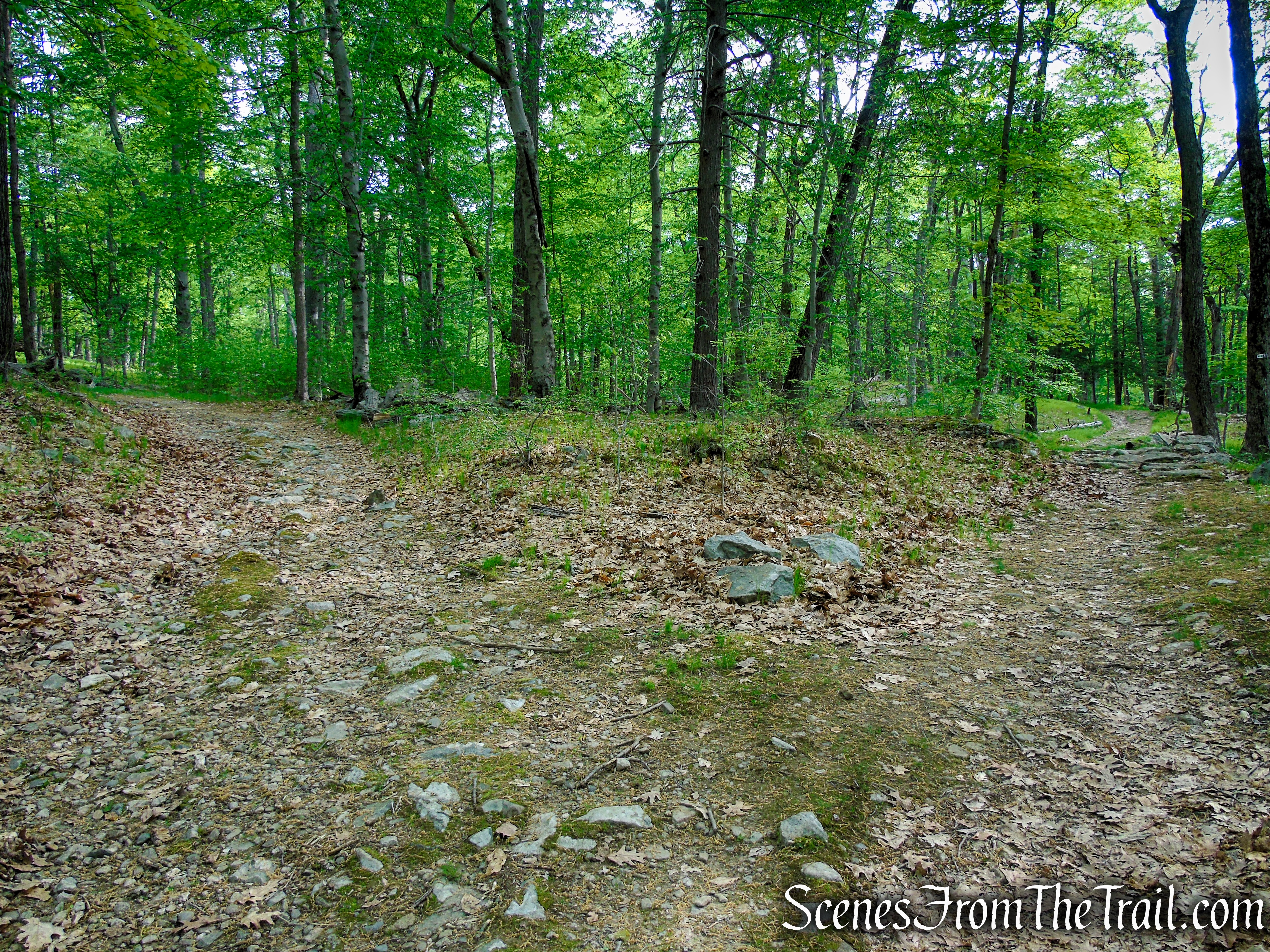 Bear right to remain on the White Bar Trail