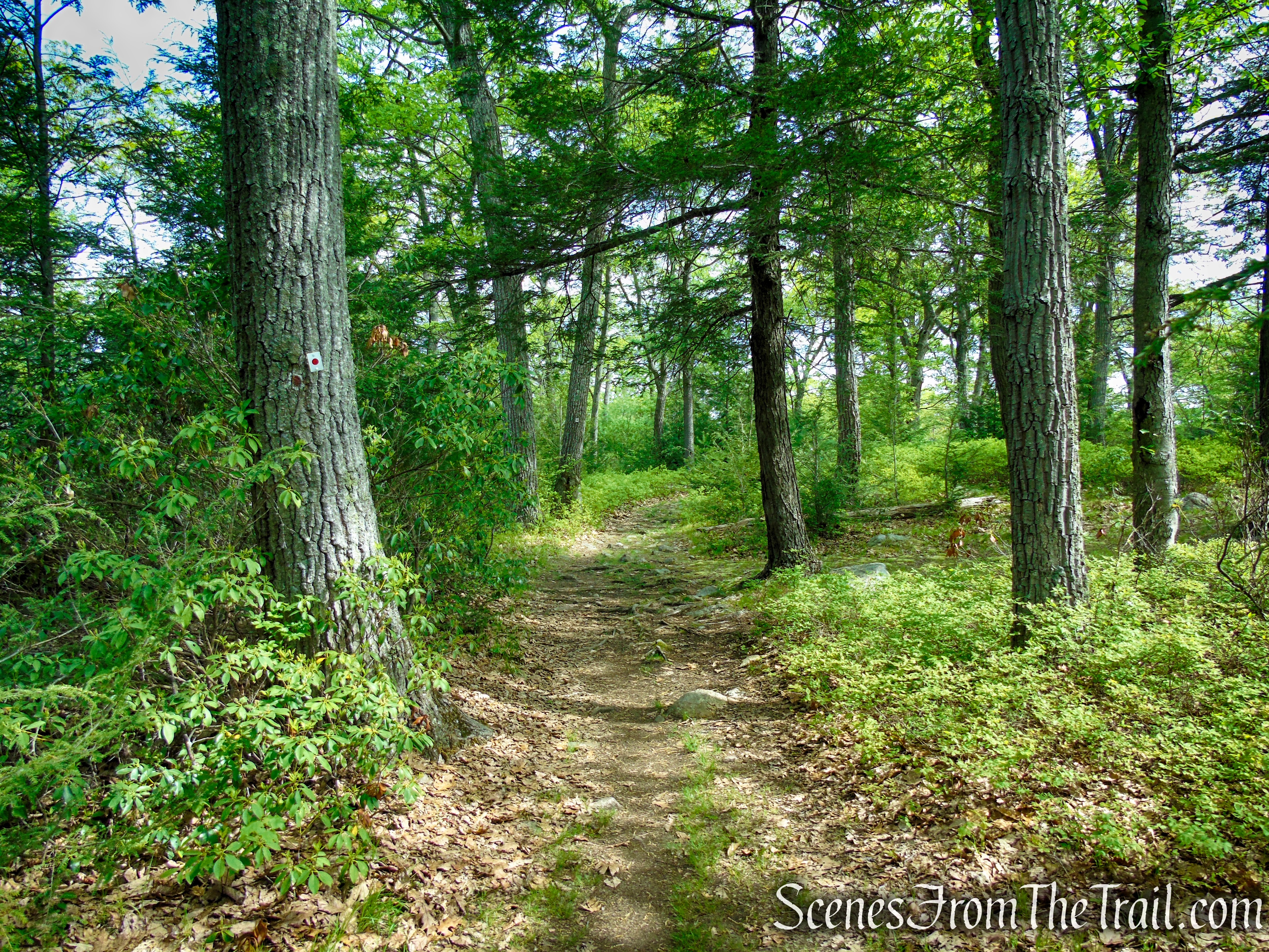 R-D Trail – Bald Rocks – Black Rock Mountain
