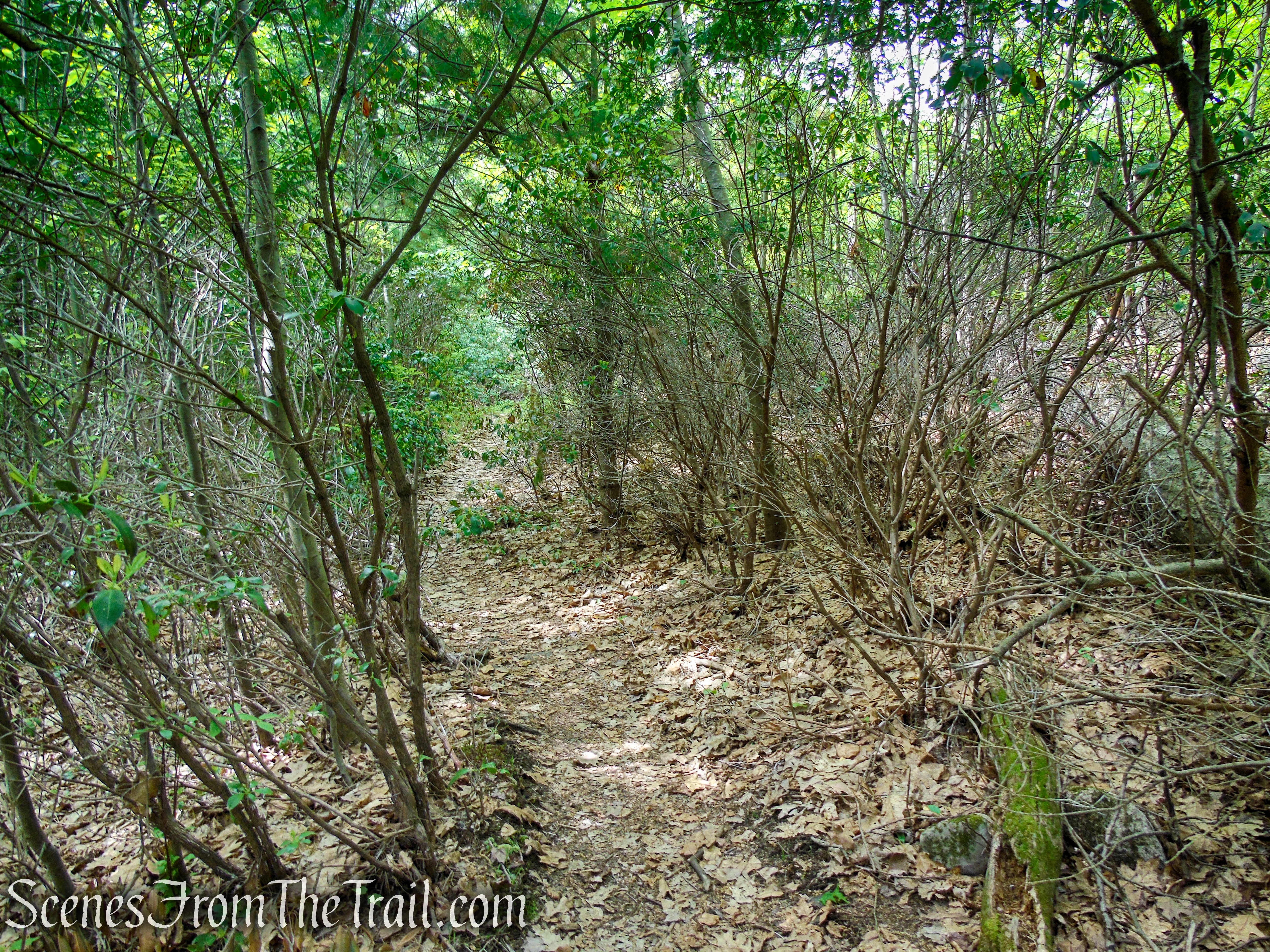 Dunning Trail – Black Rock Mountain