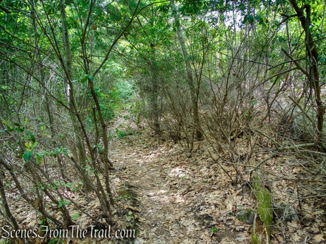 Dunning Trail – Black Rock Mountain