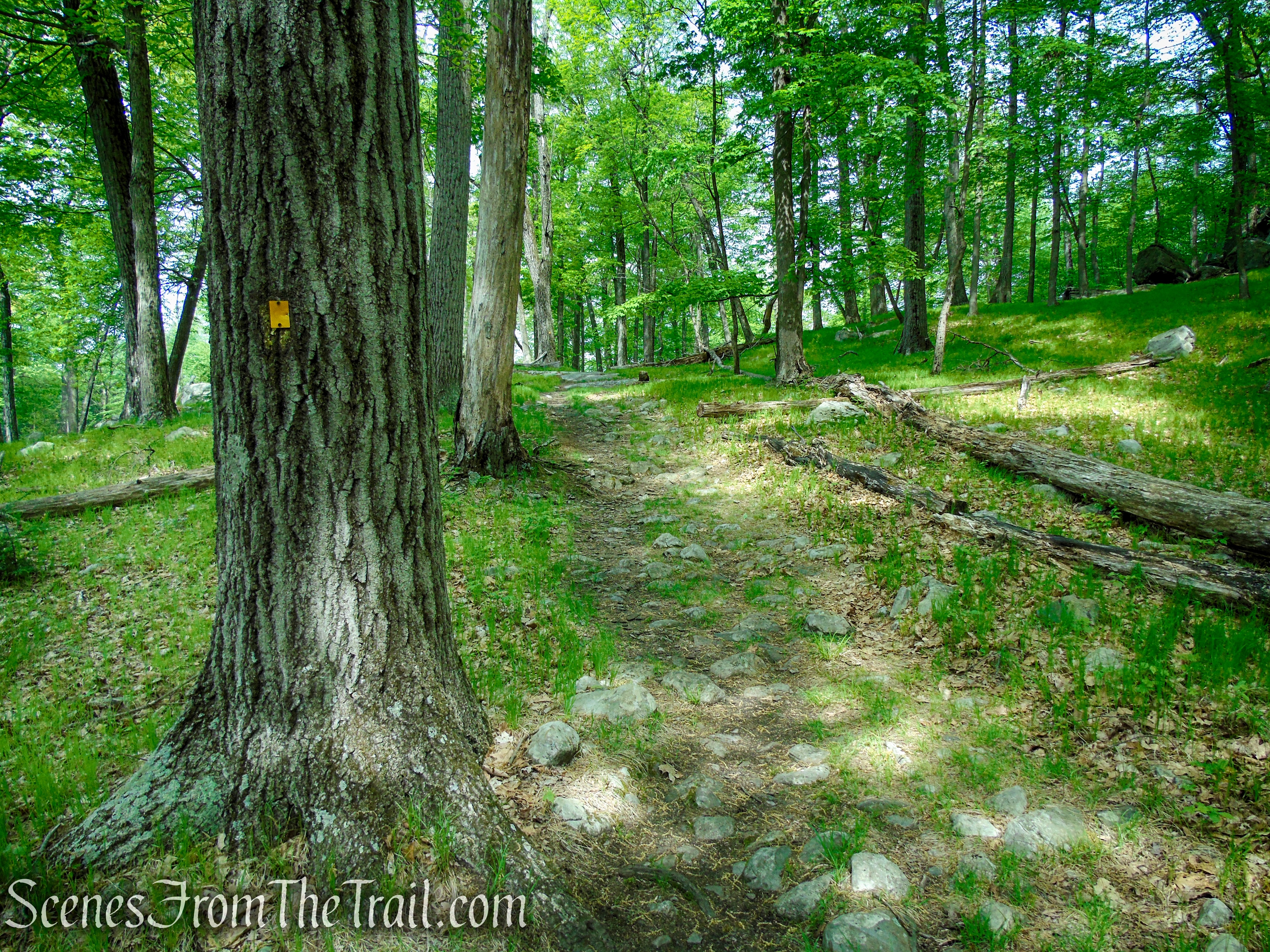 Dunning Trail – Black Rock Mountain