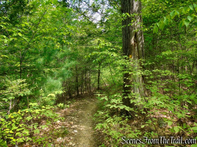 Dunning Trail – Black Rock Mountain