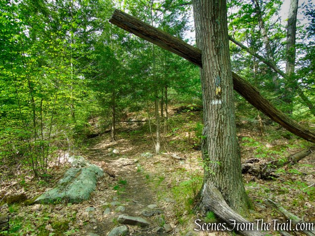 Coaligned Dunning/White Bar Trails – Black Rock Mountain