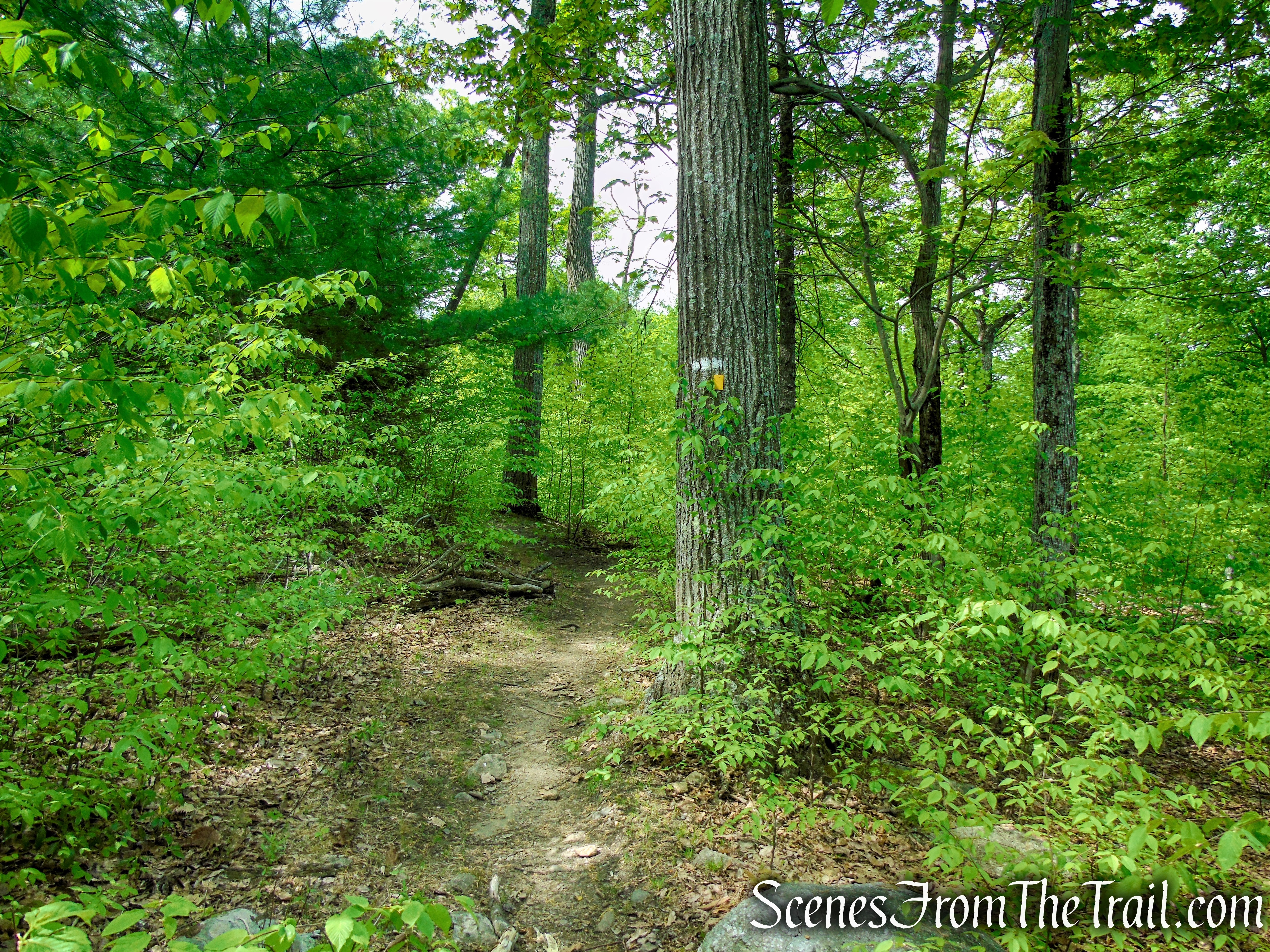 Coaligned Dunning/White Bar Trails – Black Rock Mountain