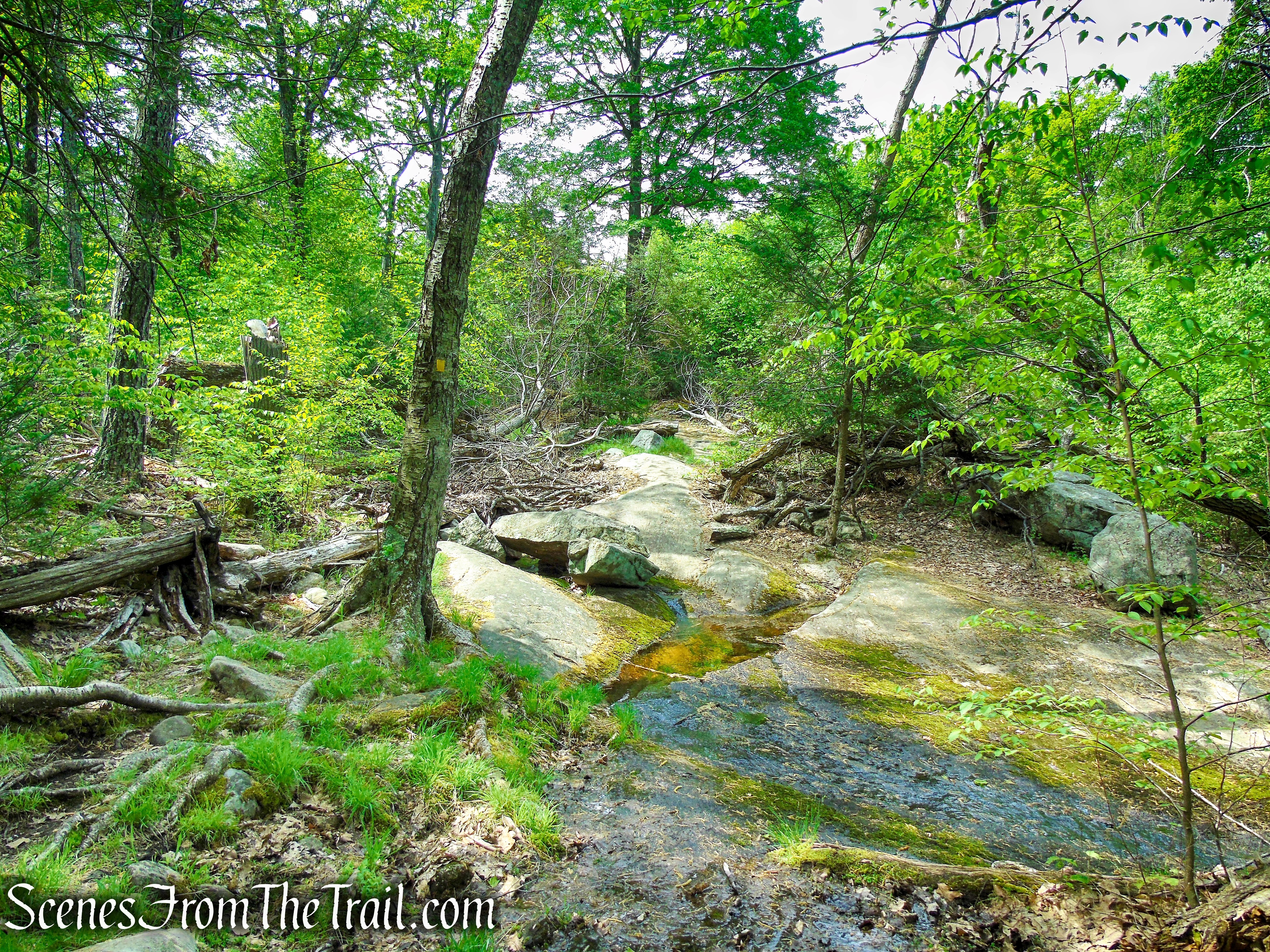 Coaligned Dunning/White Bar Trails – Black Rock Mountain