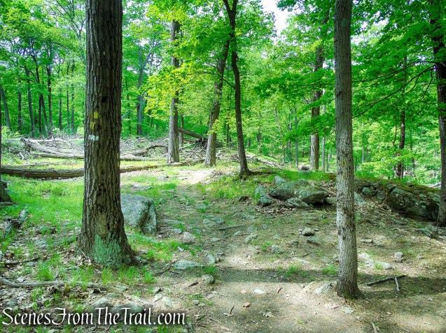 Continue straight on the White Bar Trail