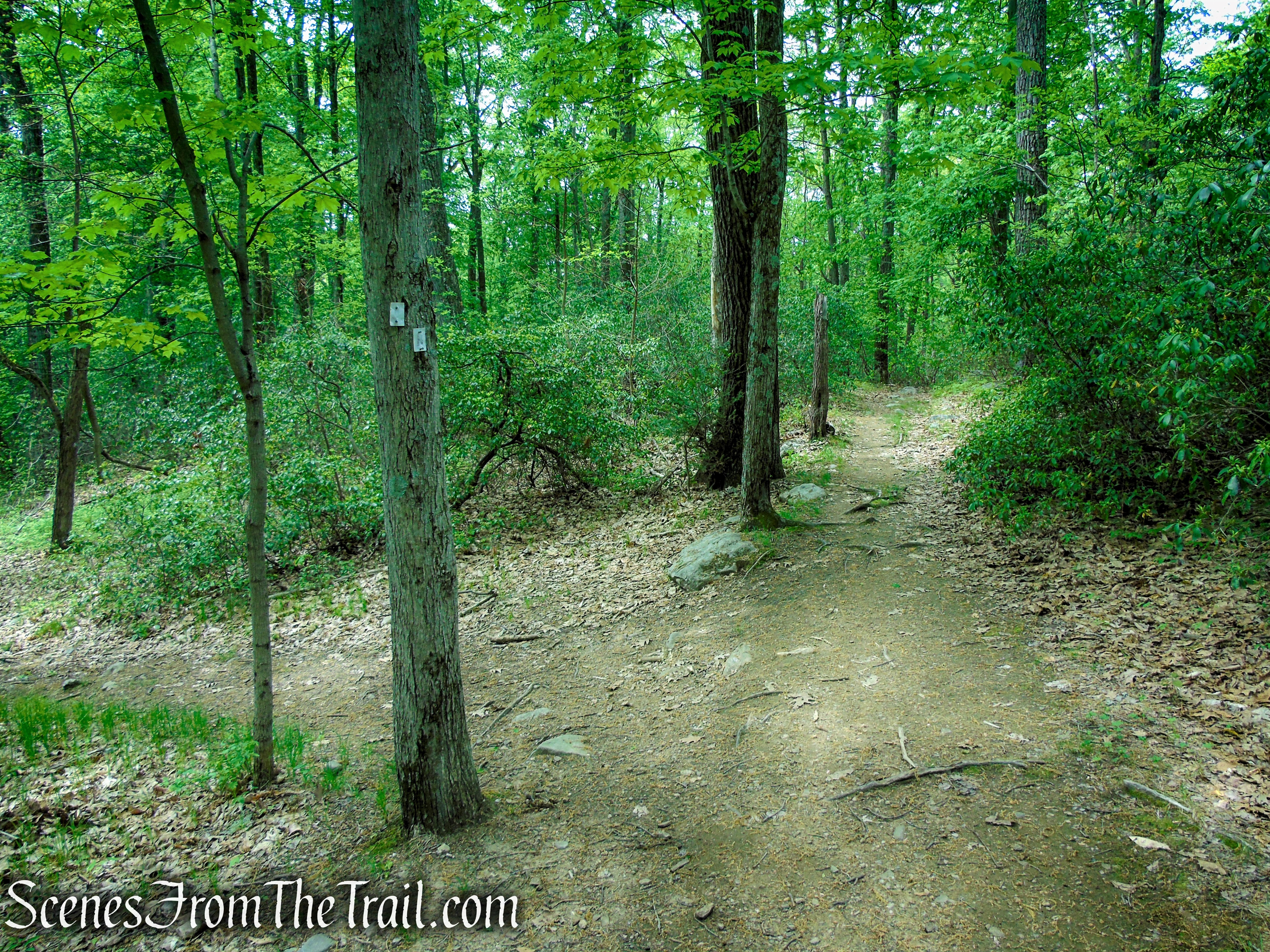 Continue straight to remain on White Bar Trail