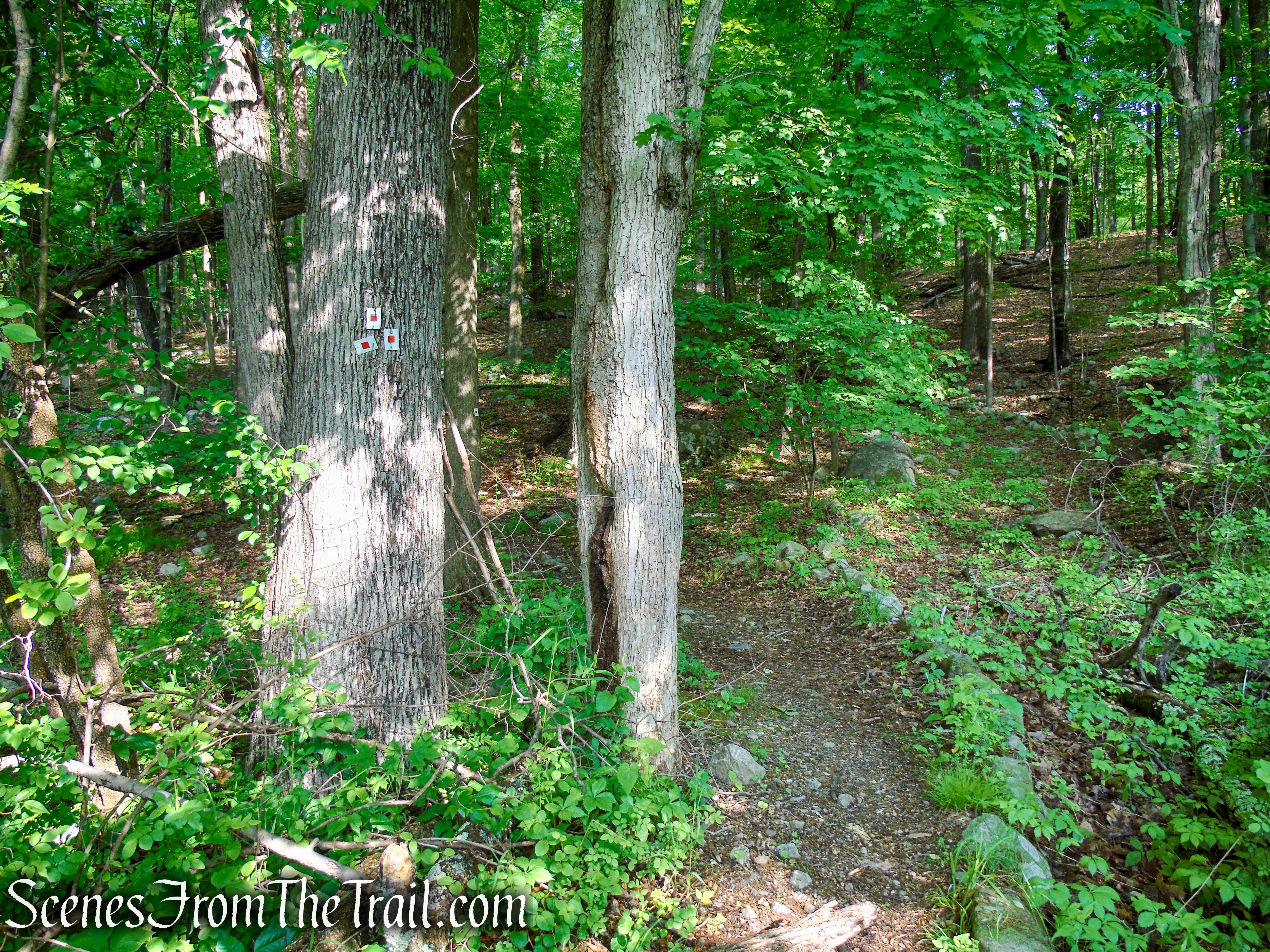 Start of the Pine Meadow Trail