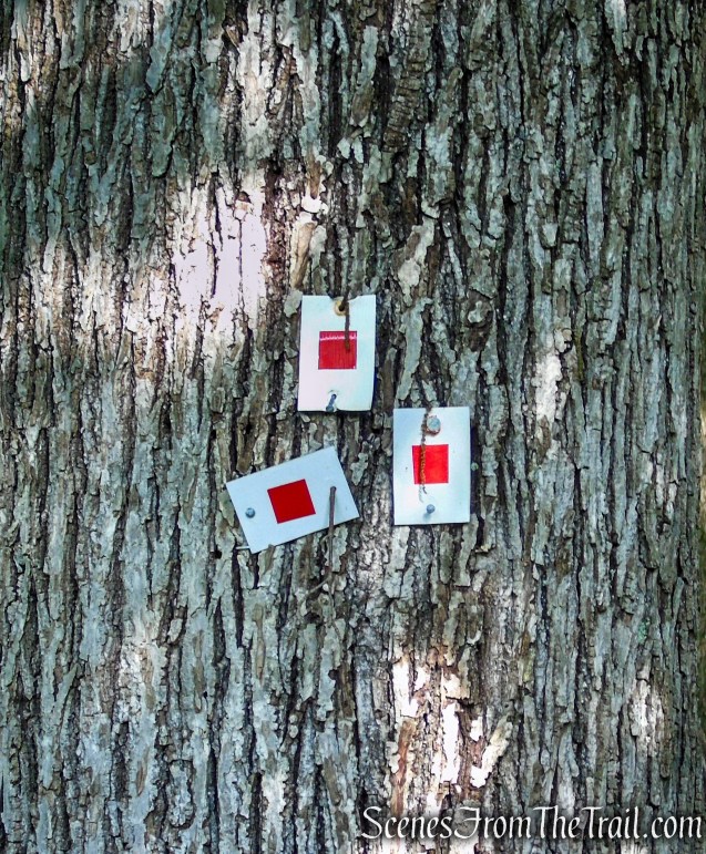 Start of the Pine Meadow Trail