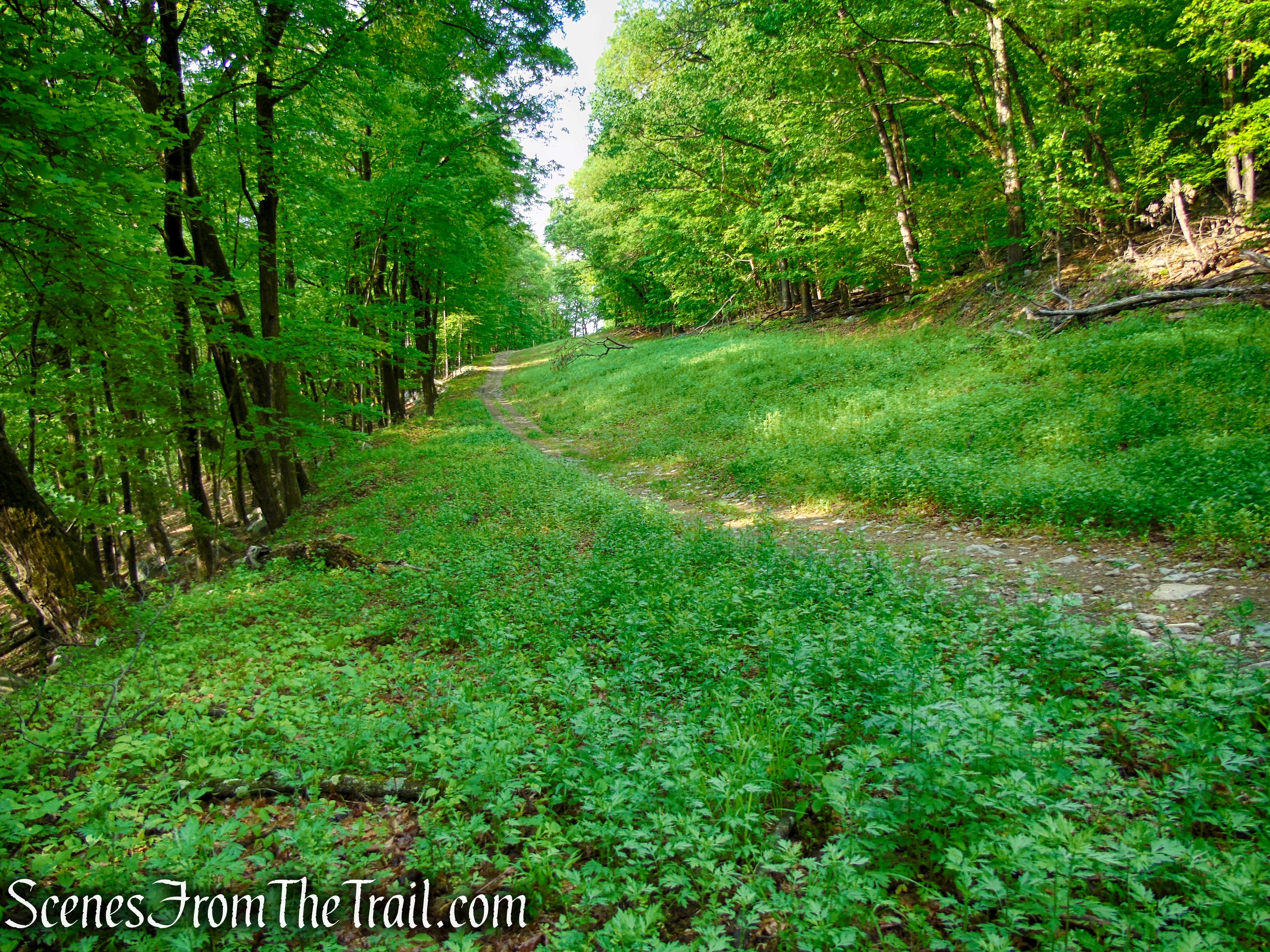 Sherwood Path - Harriman State Park