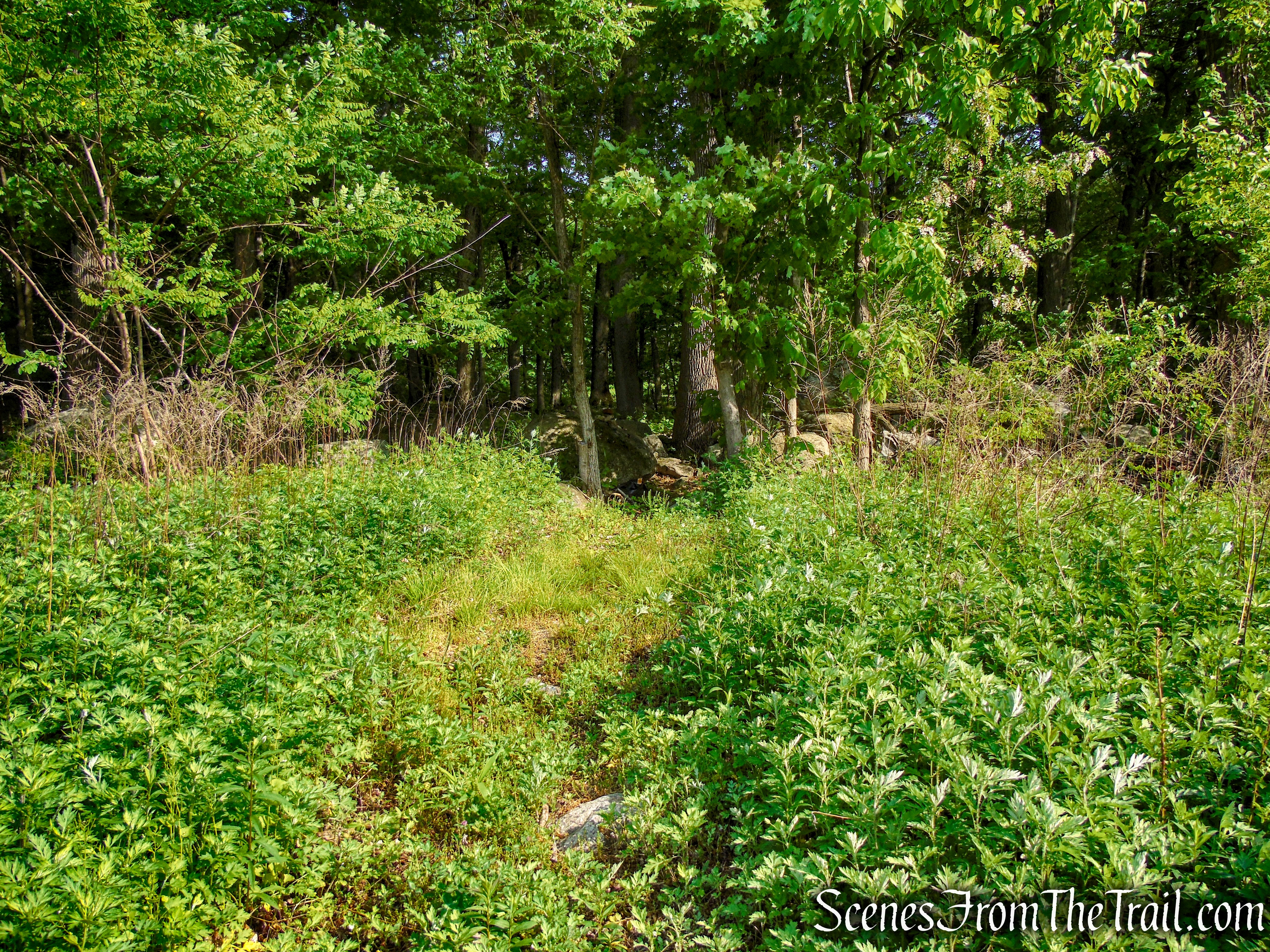 Sherwood Path - Harriman State Park
