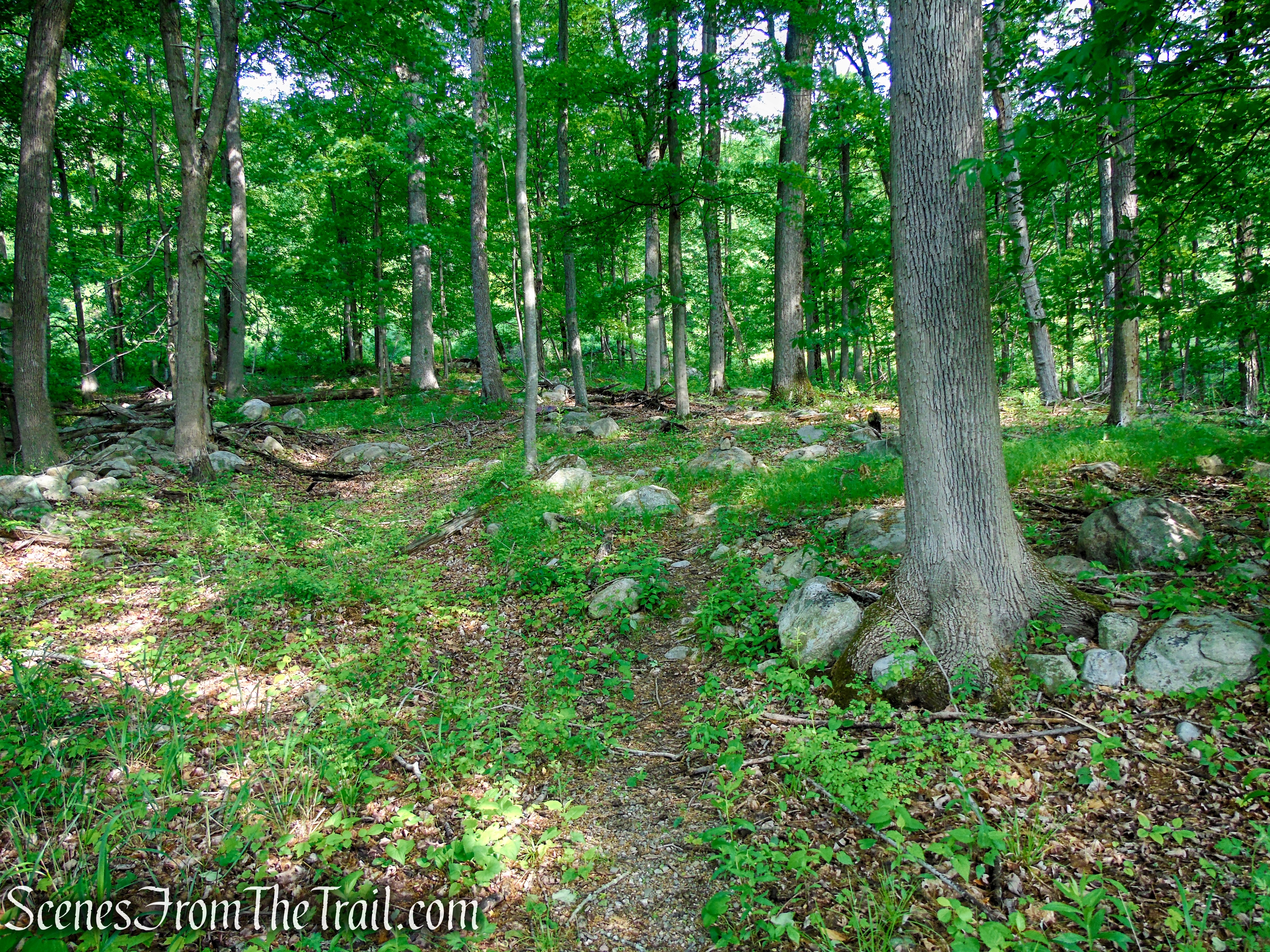 Sherwood Path - Harriman State Park