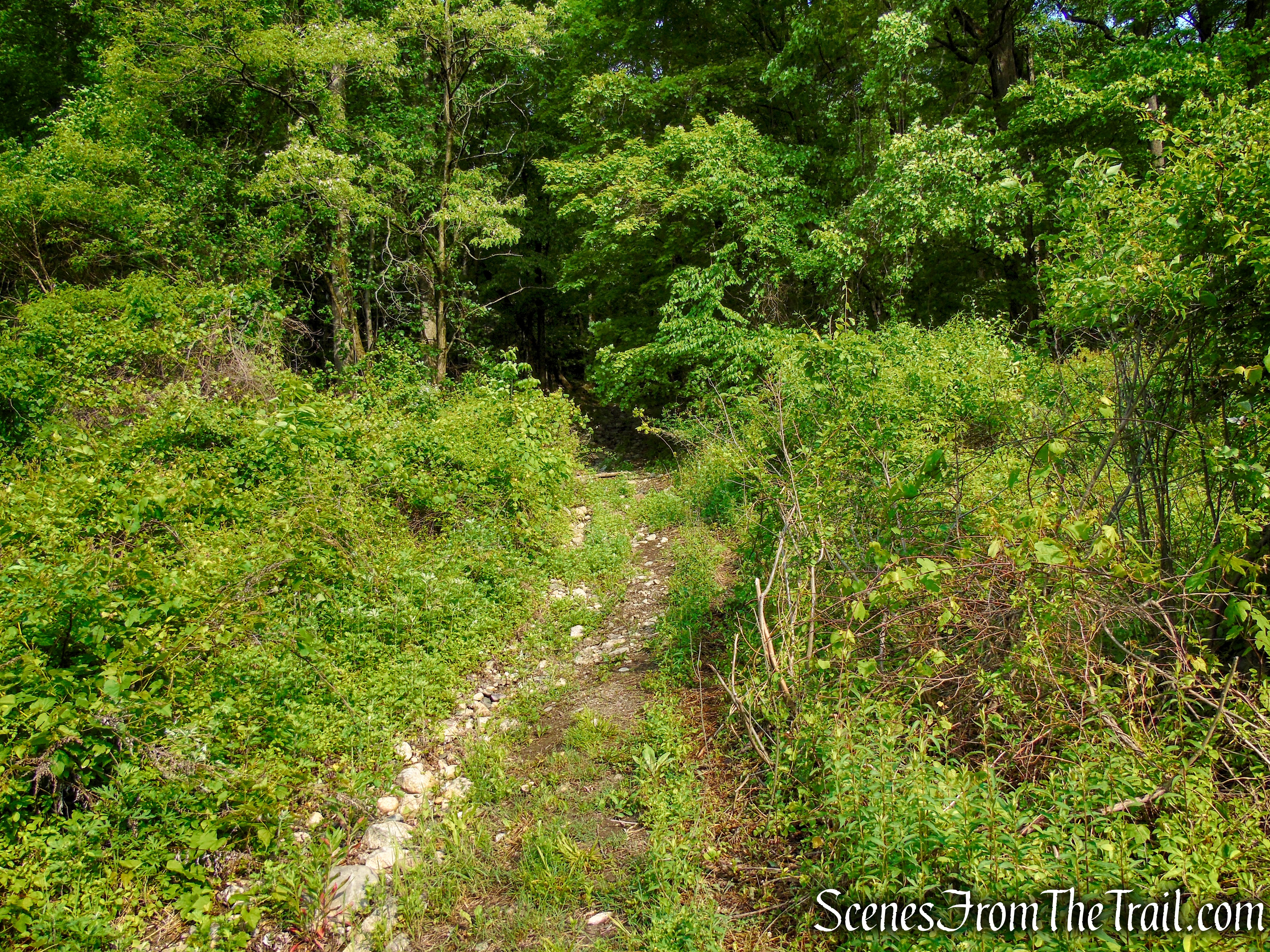 Sherwood Path - Harriman State Park
