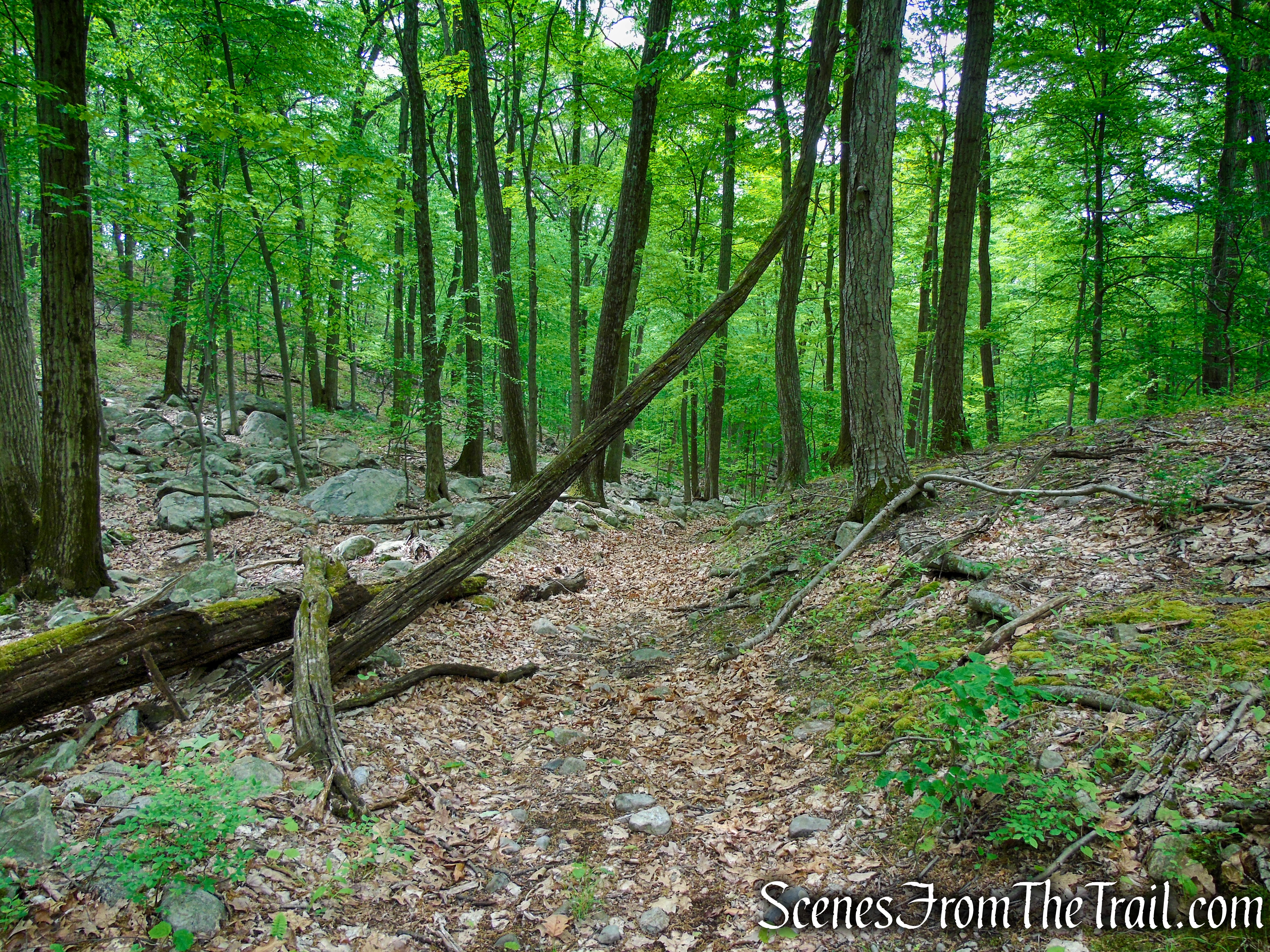 Pittsboro Trail - Harriman State Park