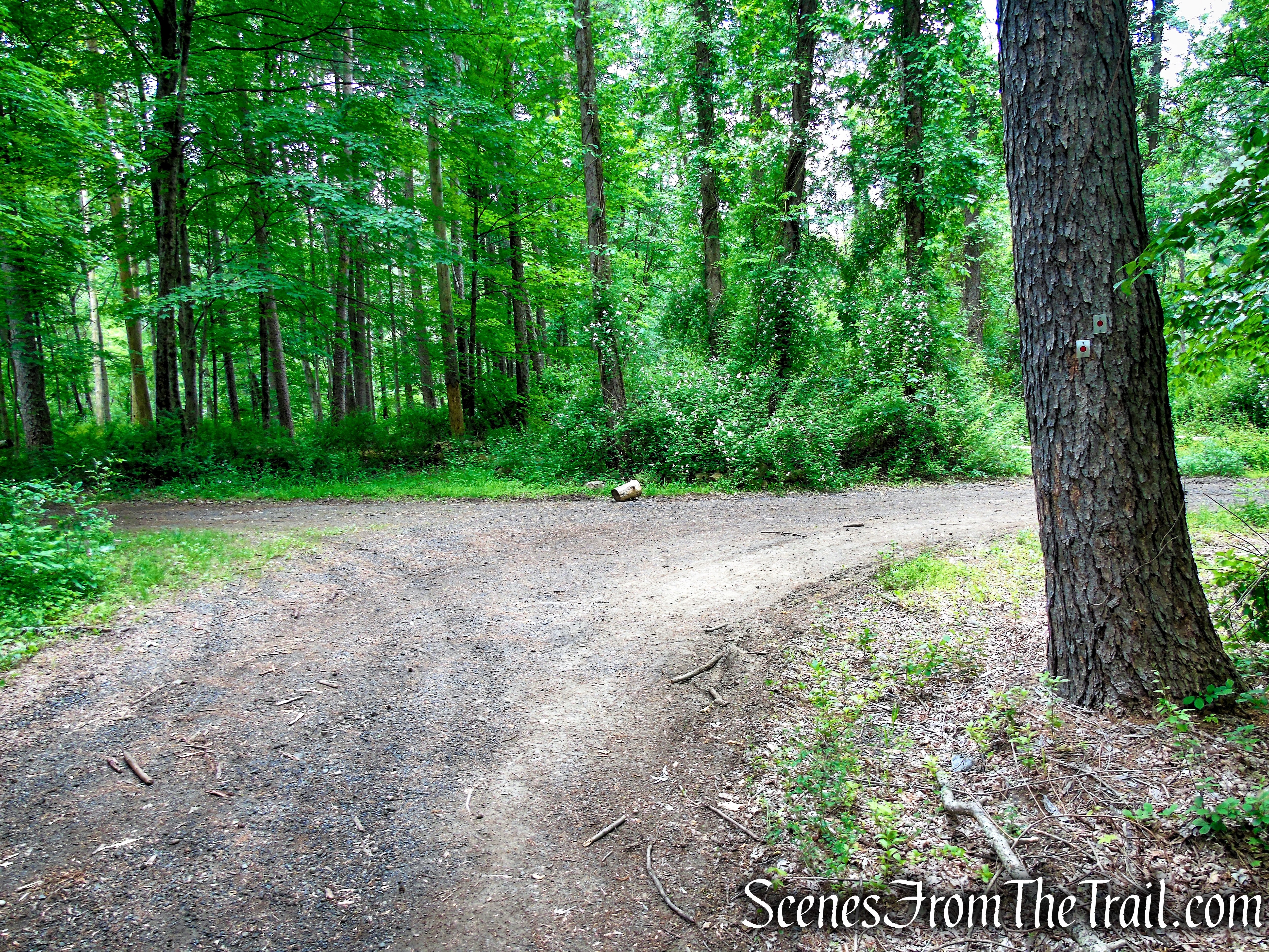 Turn right to remain on the Rampo-Dunderberg Trail