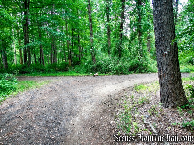 Turn right to remain on the Rampo-Dunderberg Trail