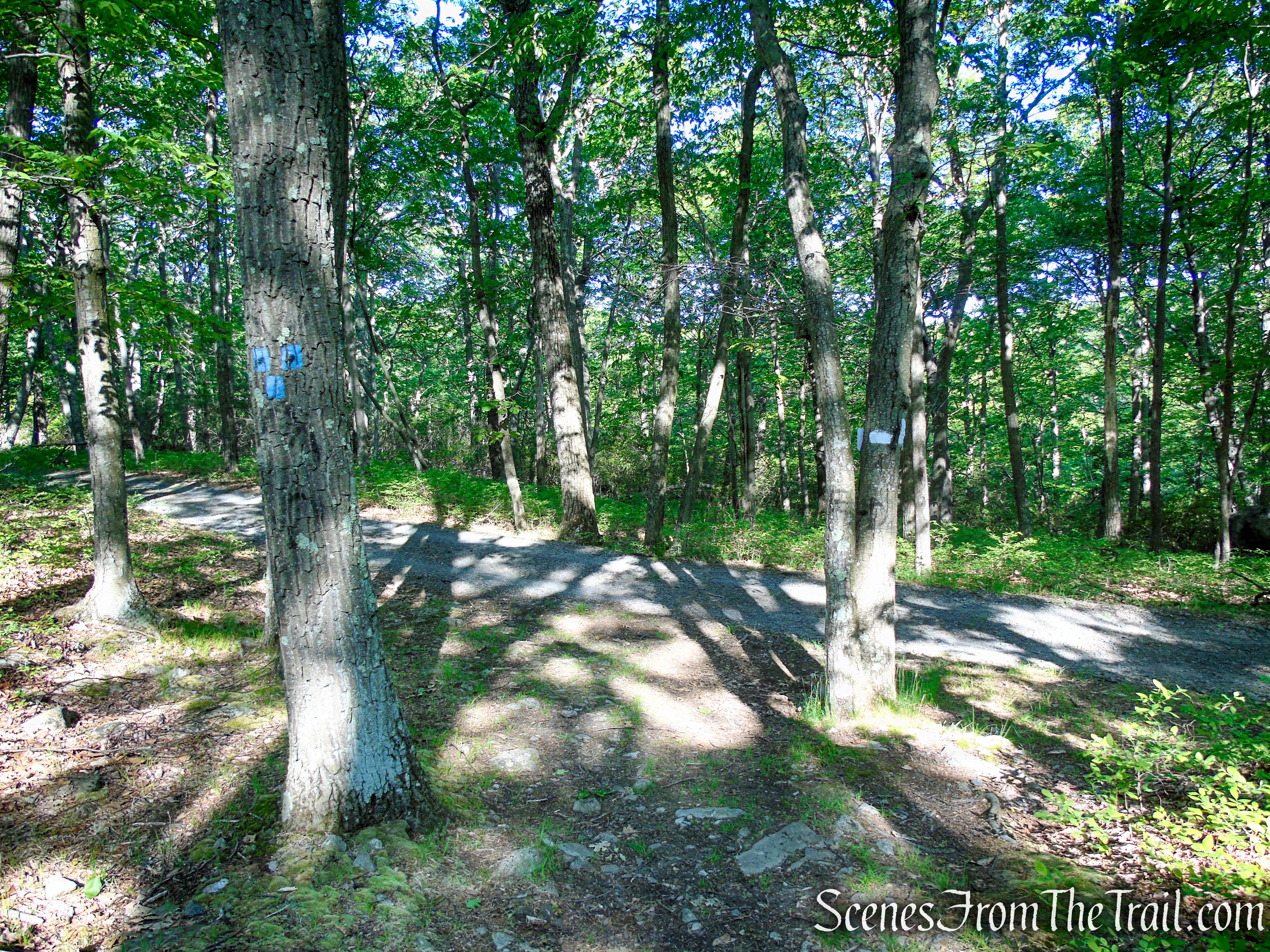 Turn left on joint AT/R-D trails