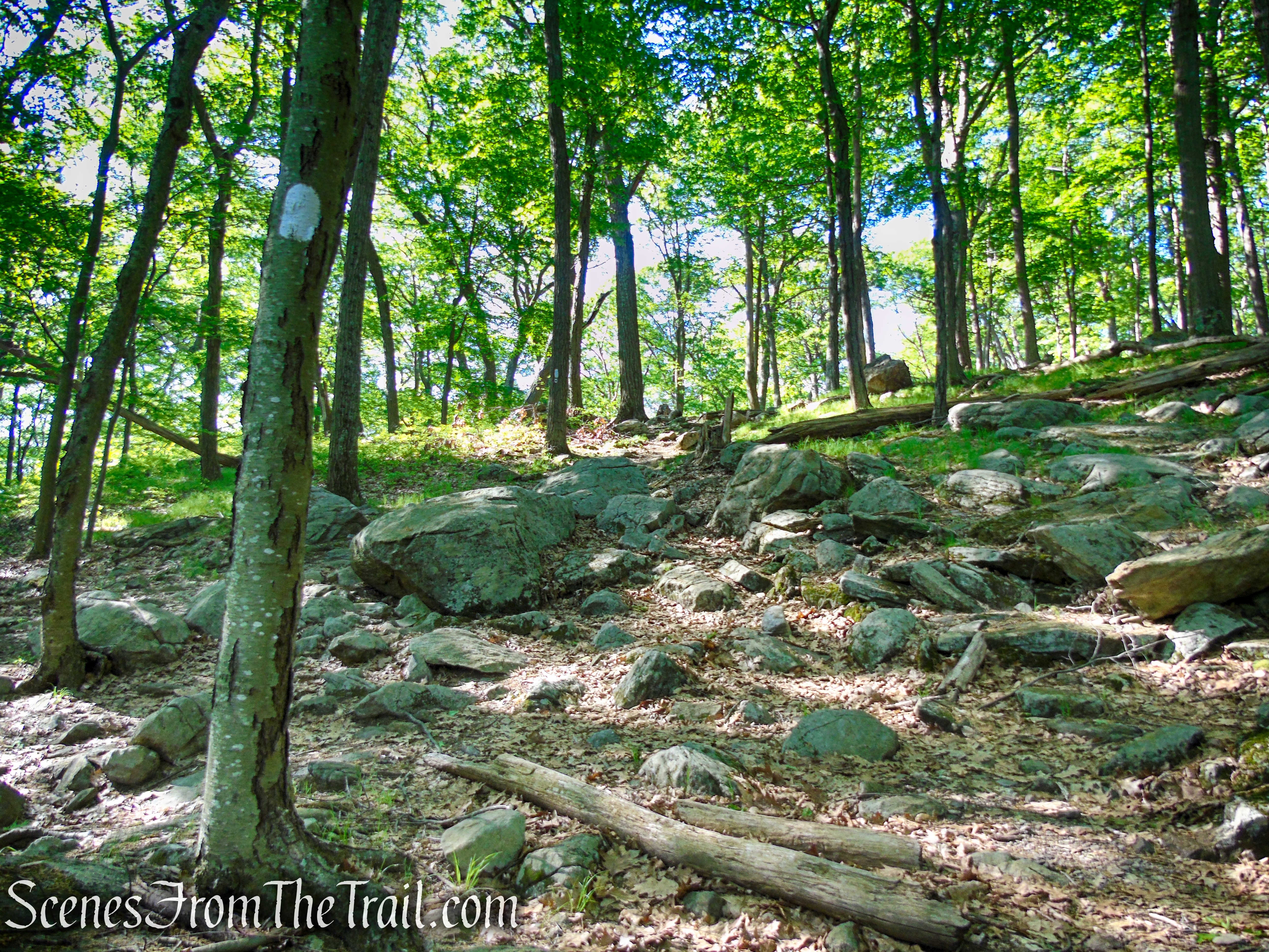 Coaligned AT/R-D trails - Fingerboard Mountain