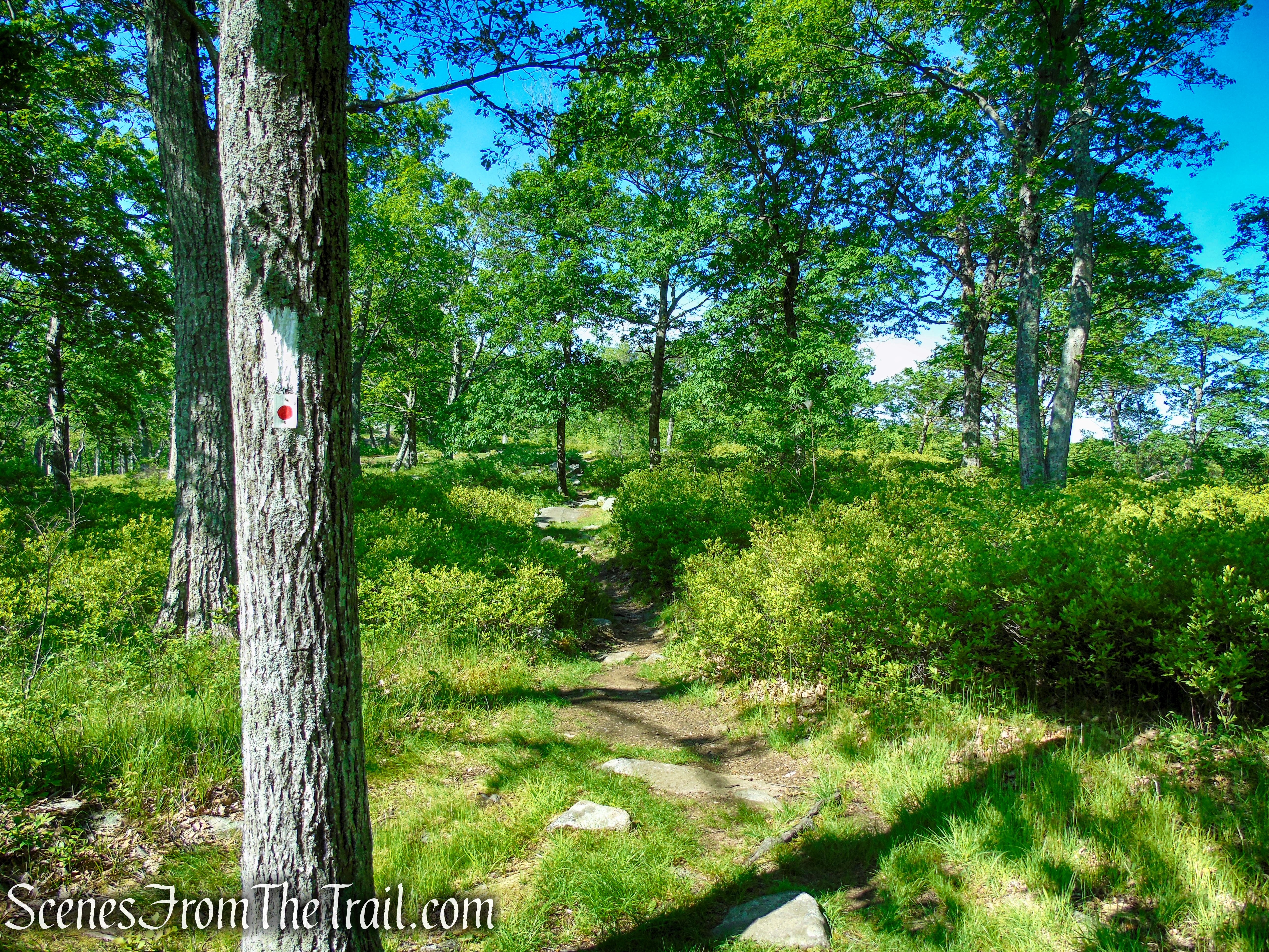 Coaligned AT/R-D trails - Fingerboard Mountain