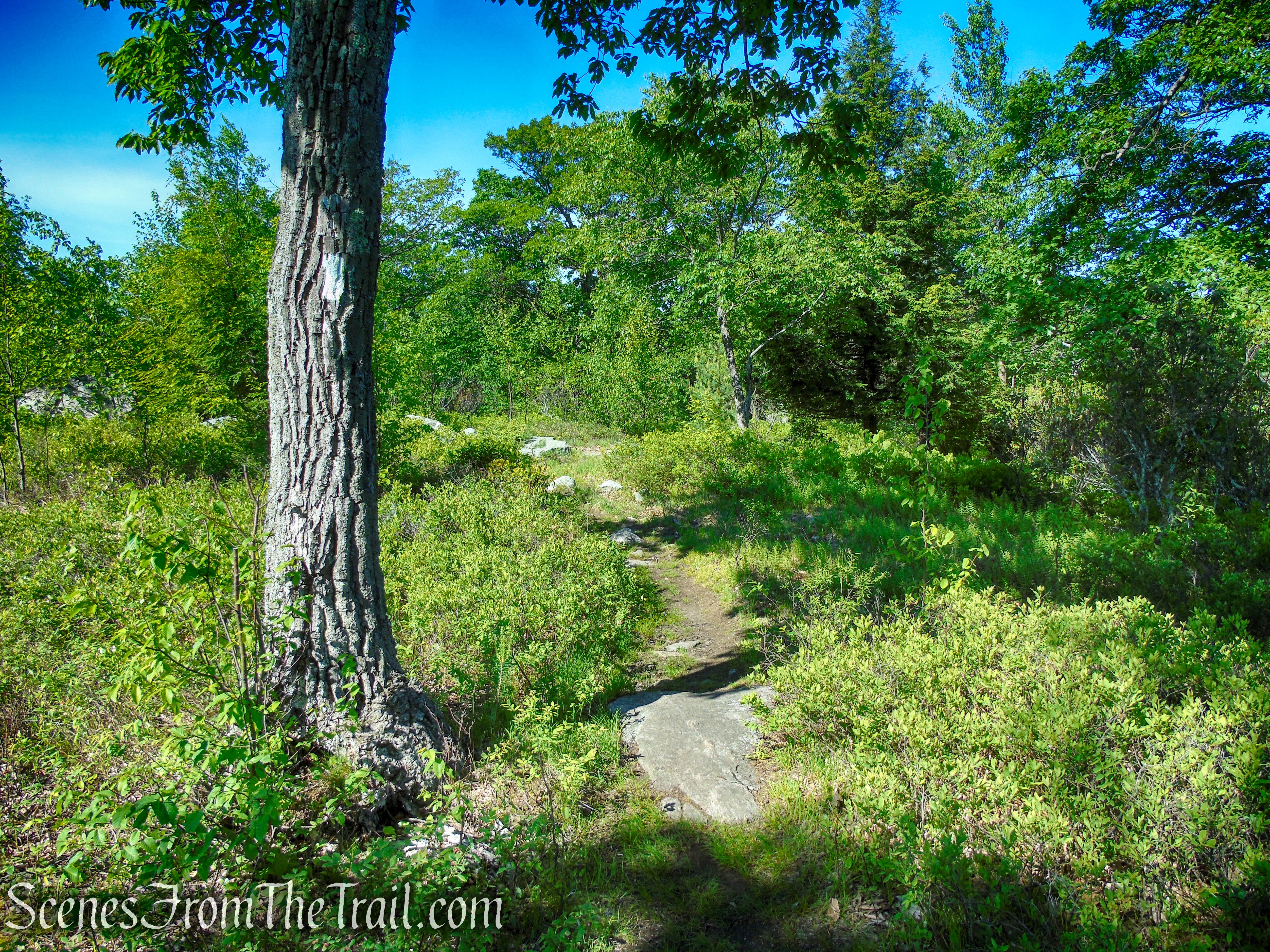 Appalachian Trail - Fingerboard Mountain