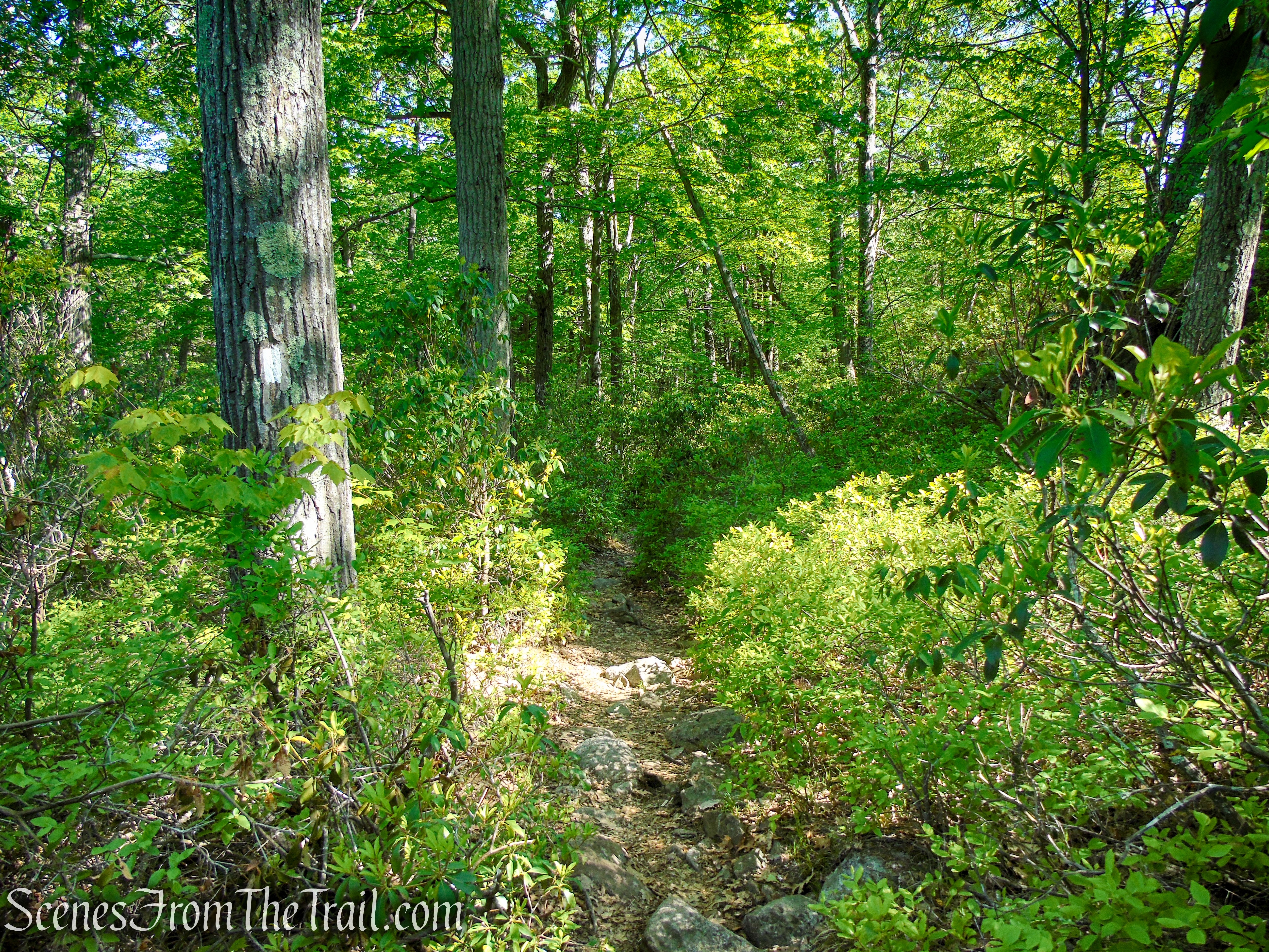 Appalachian Trail - Fingerboard Mountain