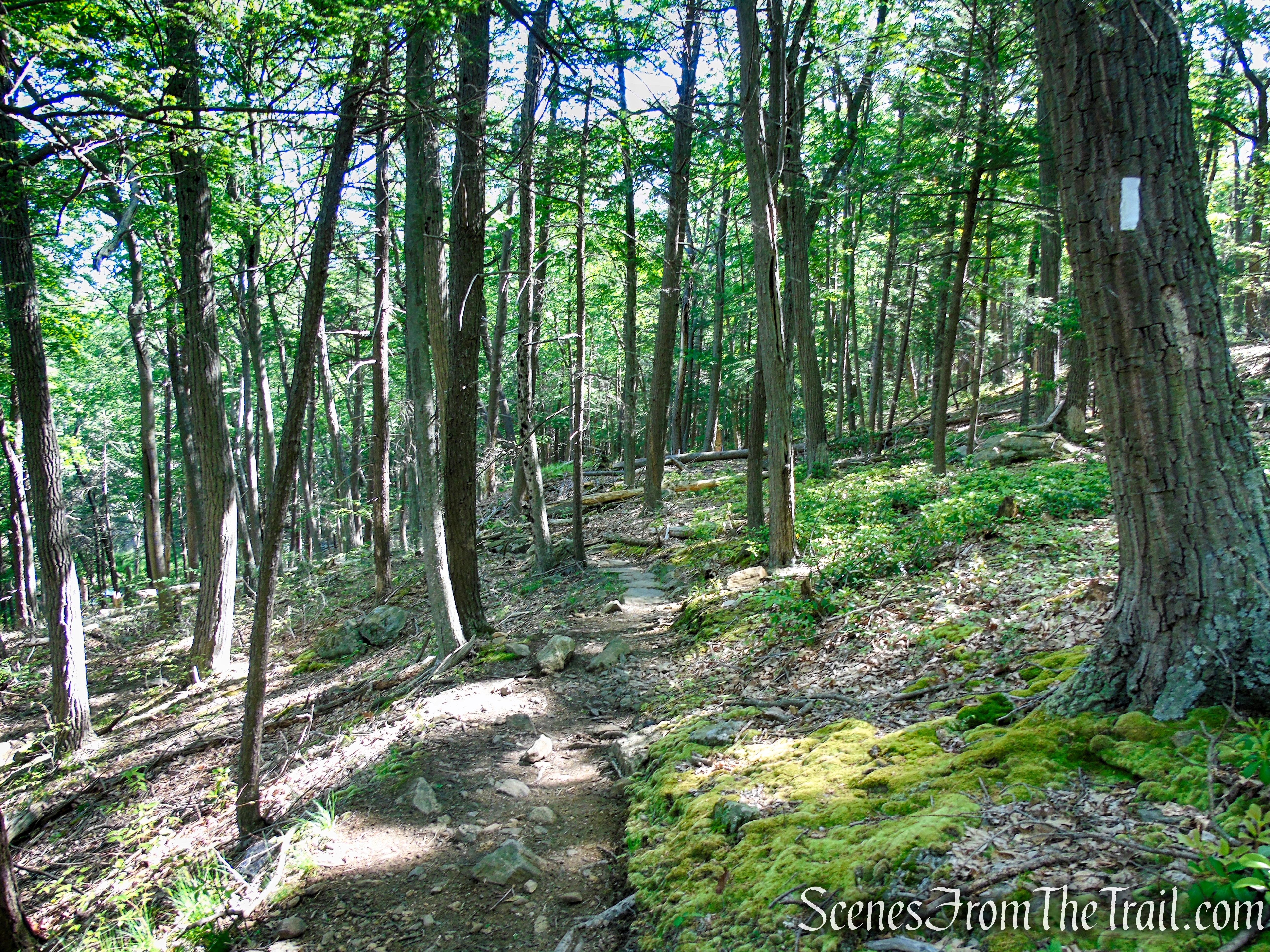 Appalachian Trail - Fingerboard Mountain