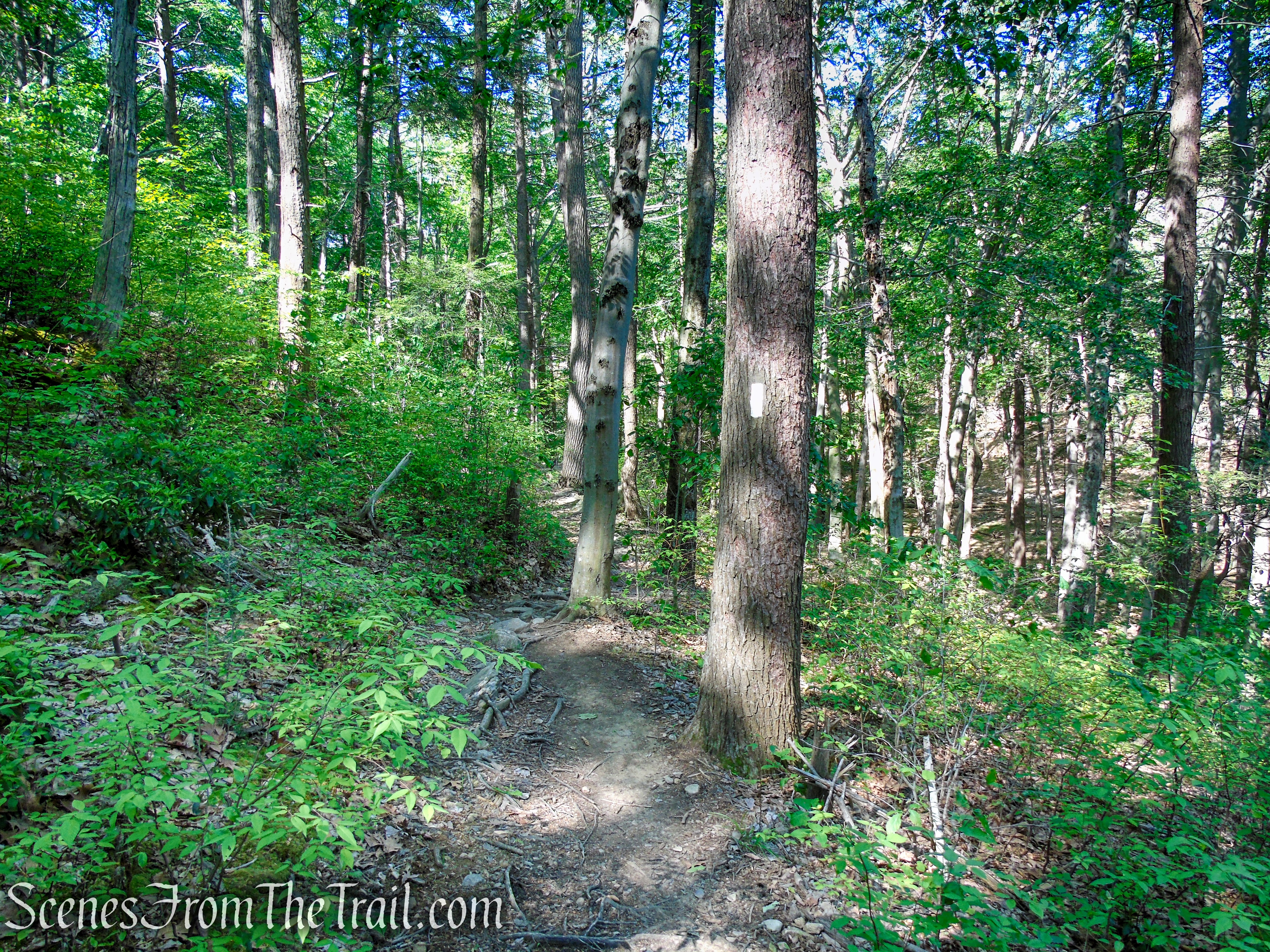 Appalachian Trail - Fingerboard Mountain