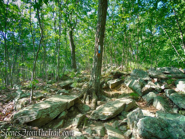 Coaligned AT/Timp-Torne Trails – West Mountain