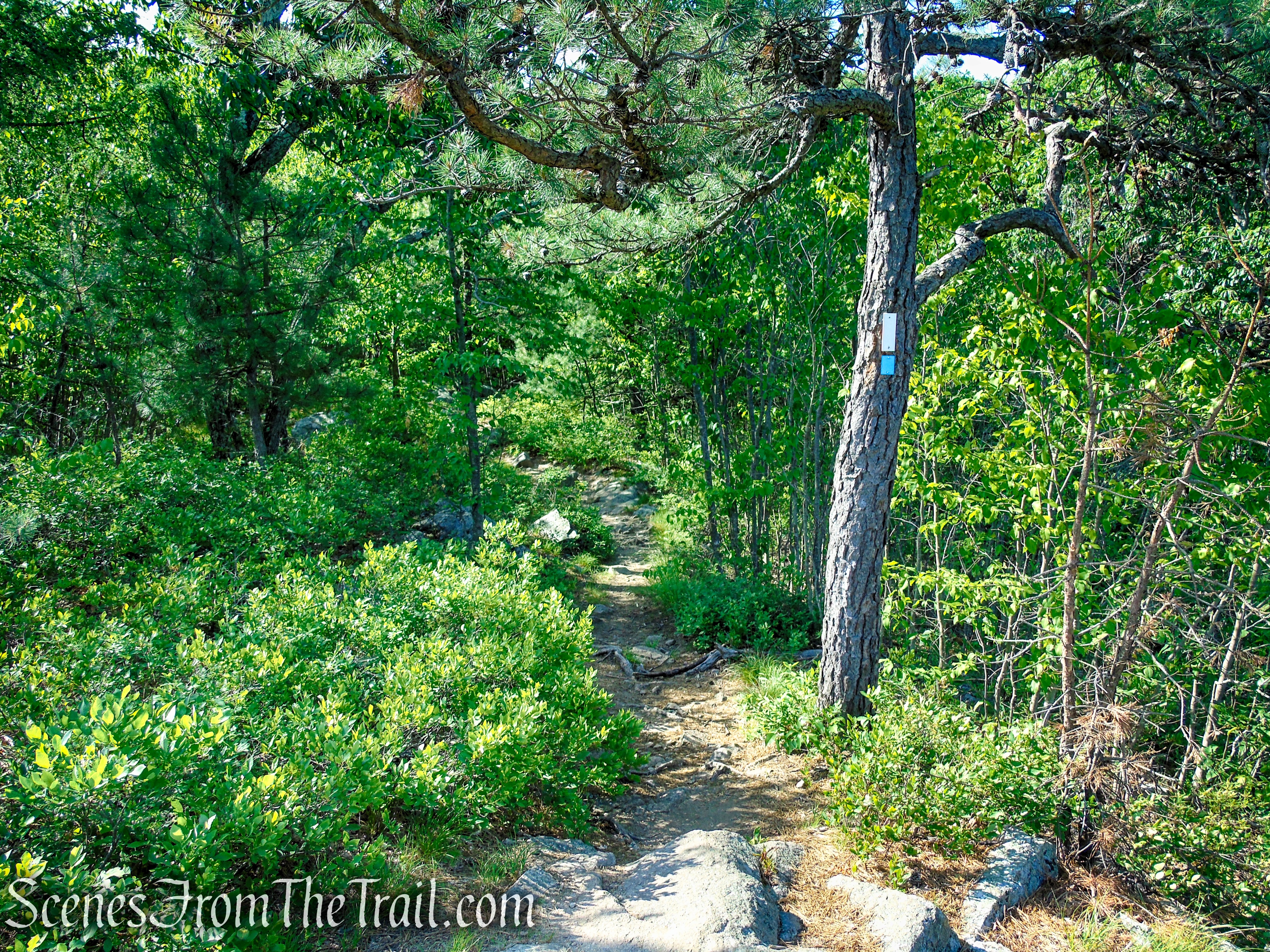 Coaligned AT/Timp-Torne Trails – West Mountain
