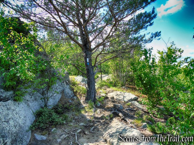 Coaligned AT/Timp-Torne Trails – West Mountain