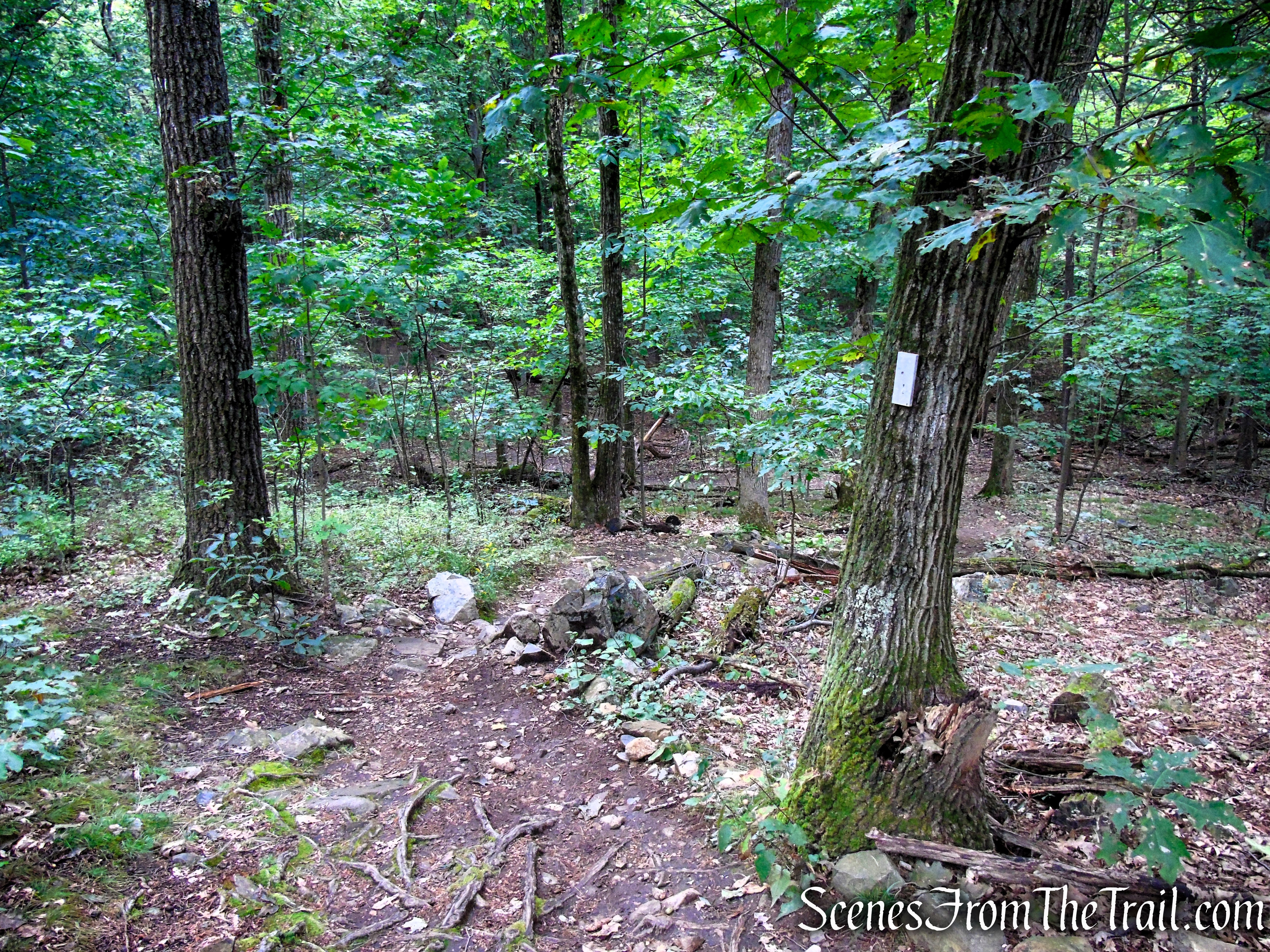 Skyline Trail - Middlesex Fells Reservation