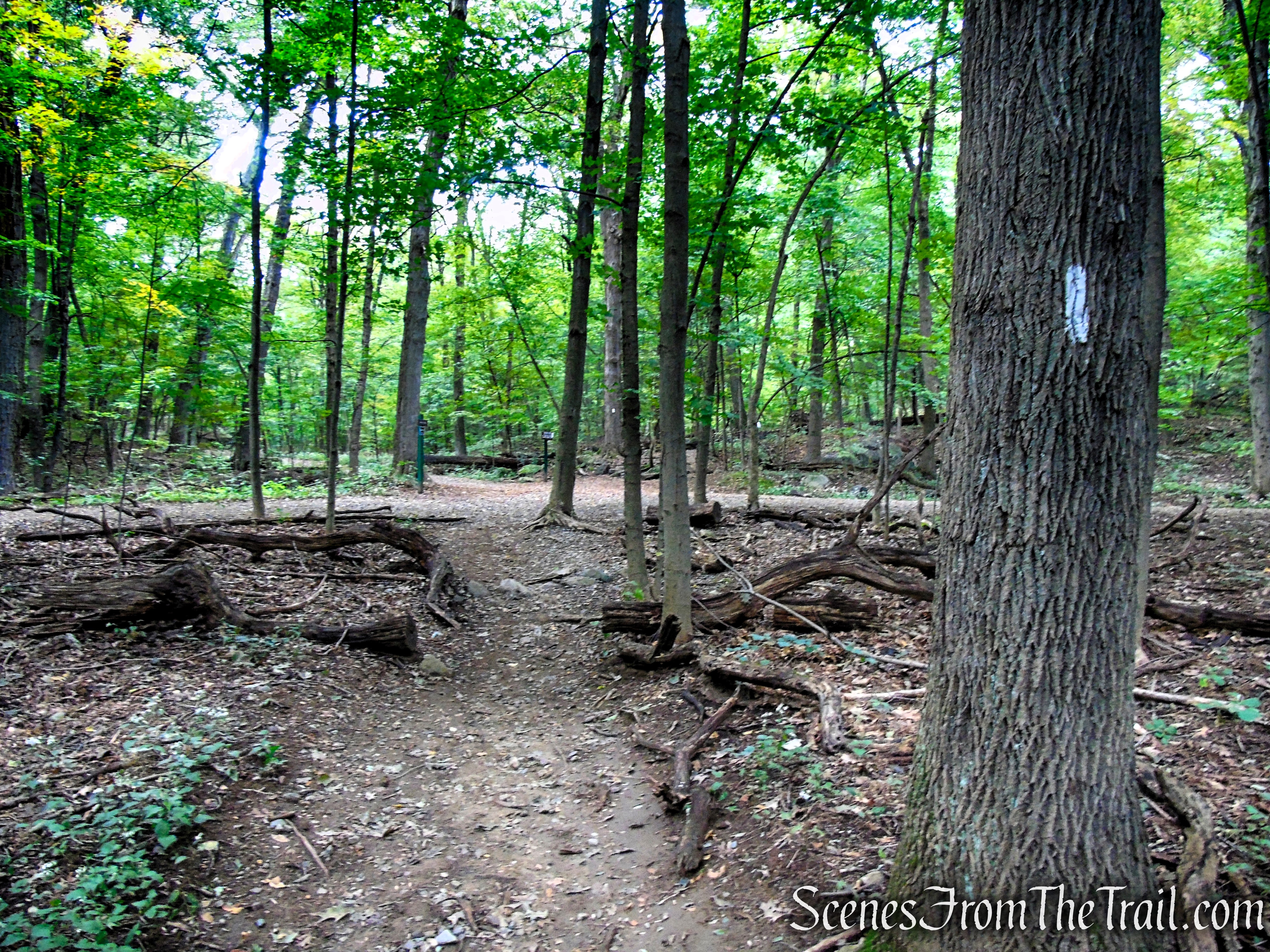 Skyline Trail - Middlesex Fells Reservation
