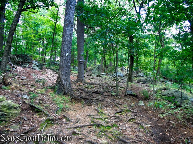 Skyline Trail - Middlesex Fells Reservation