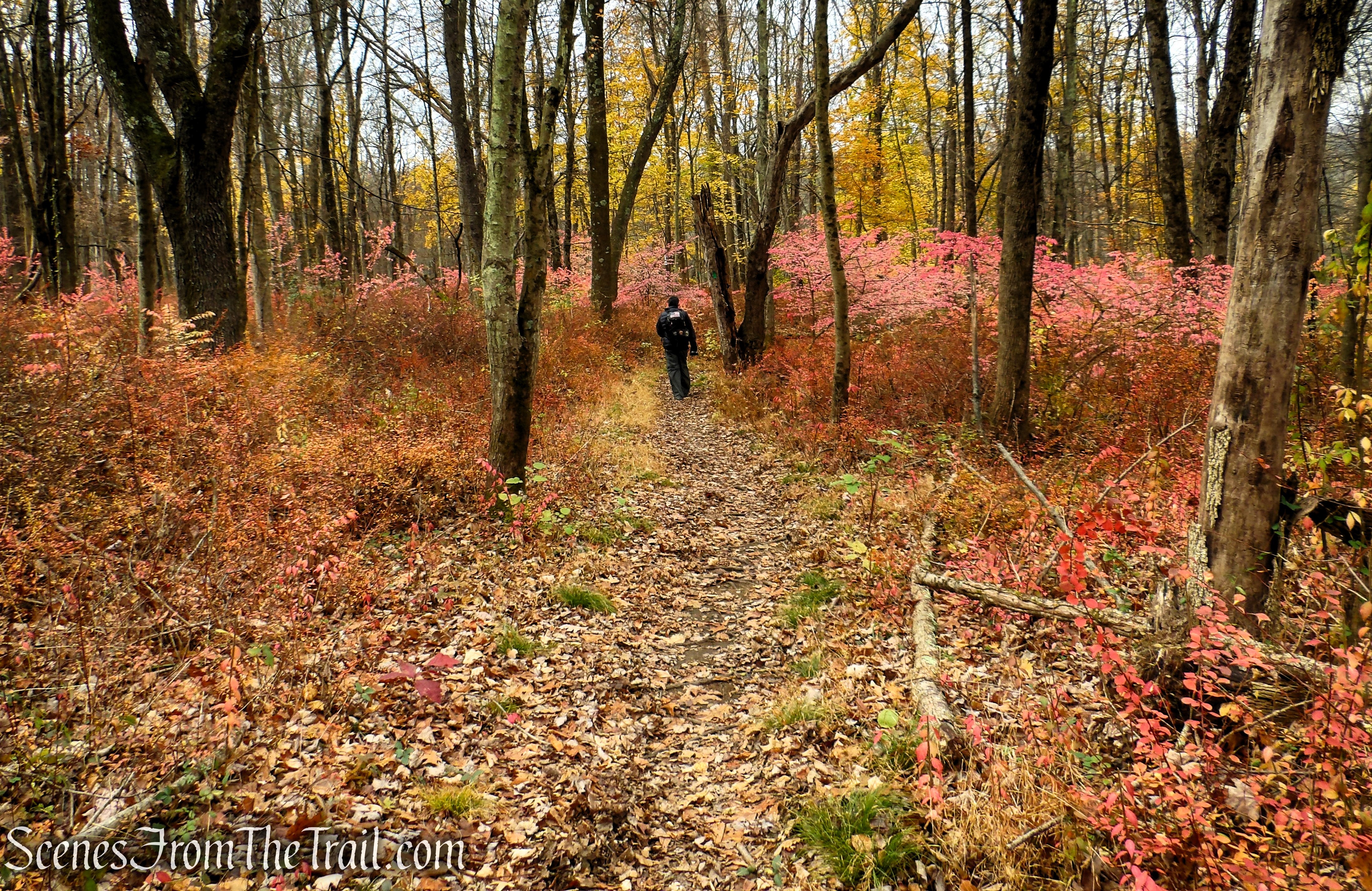 Leon Levy Preserve Outer Loop