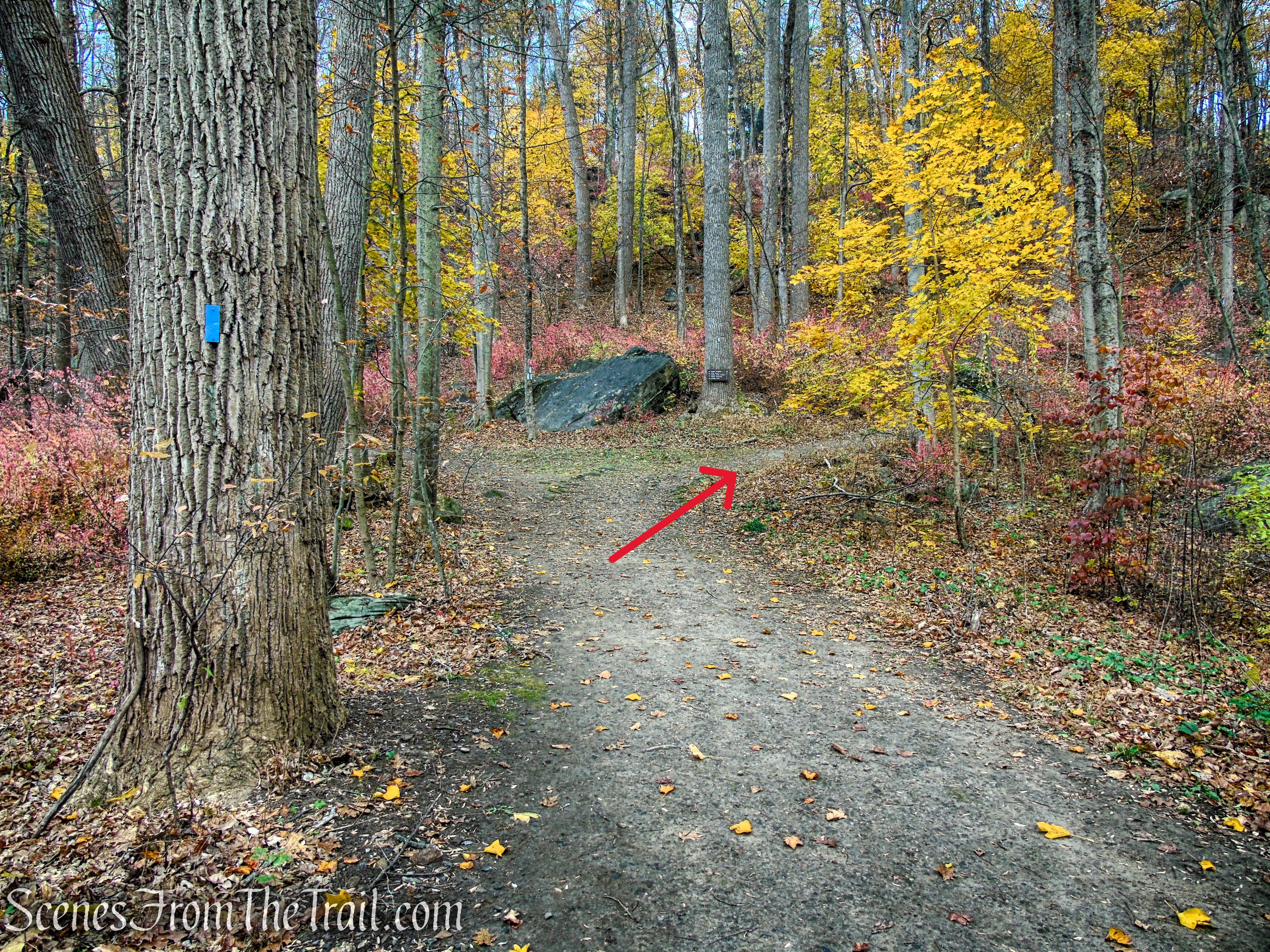 Blue Trail - Leon Levy Preserve
