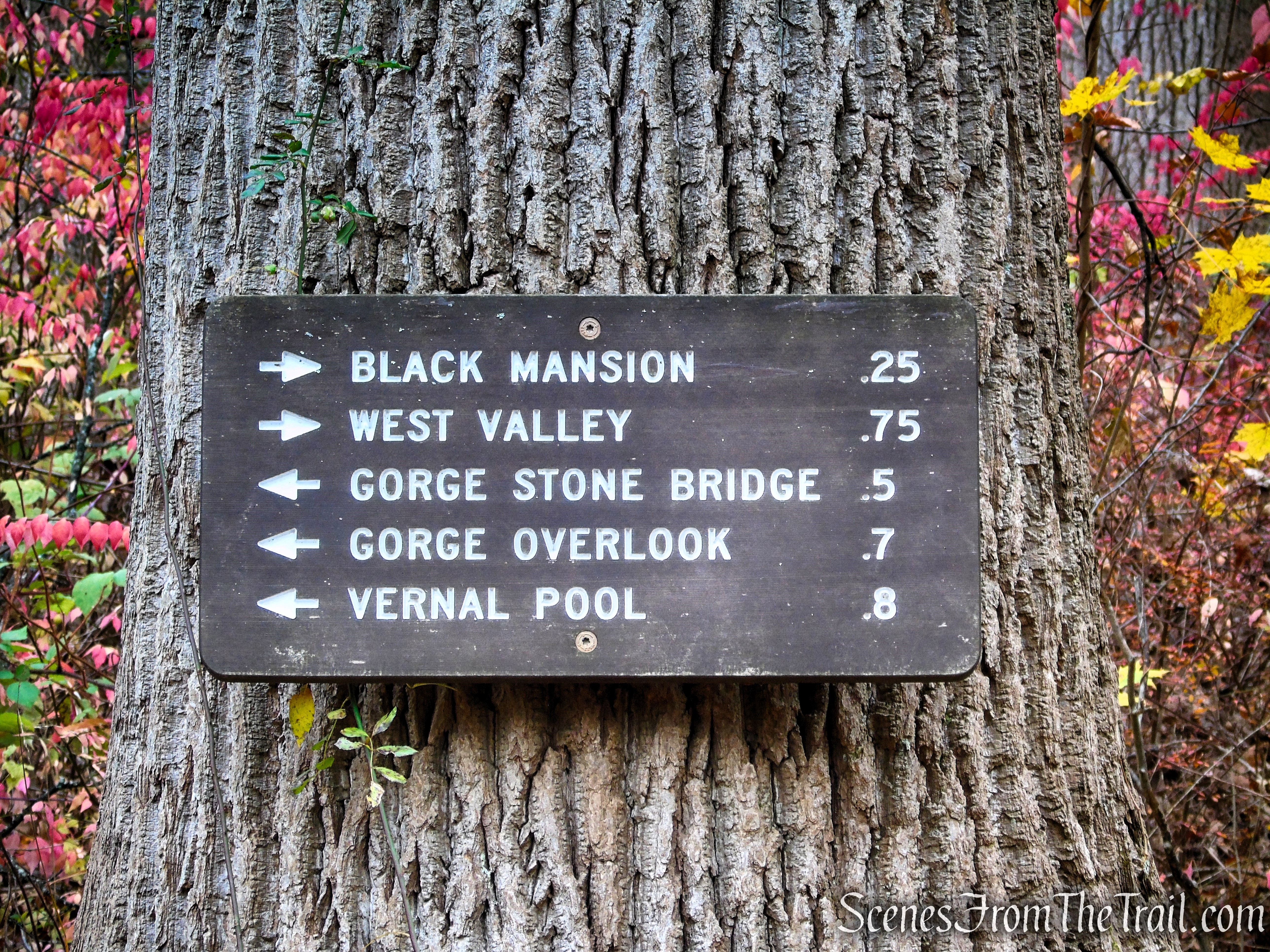 Blue Trail - Leon Levy Preserve