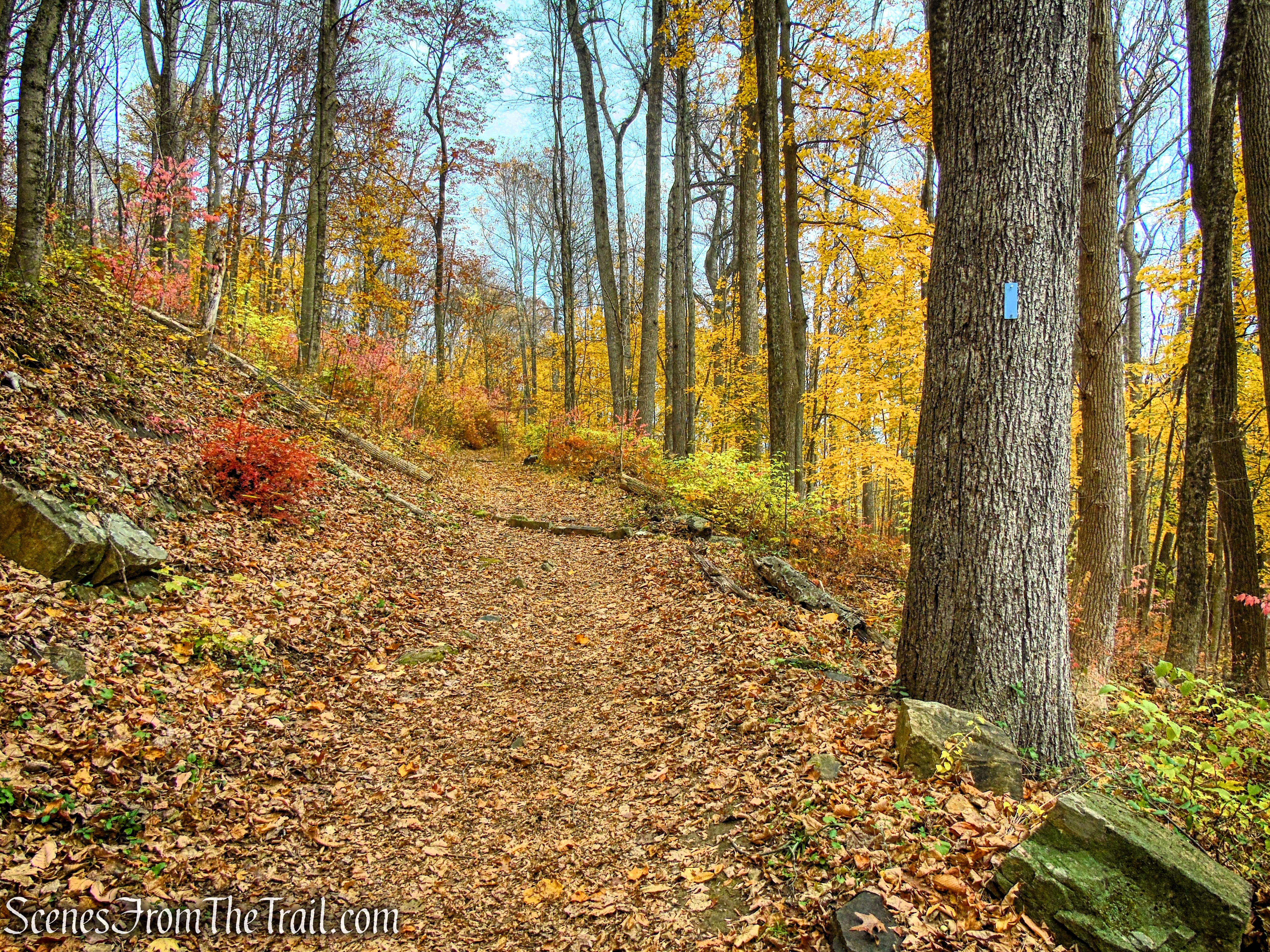 Blue Trail - Leon Levy Preserve