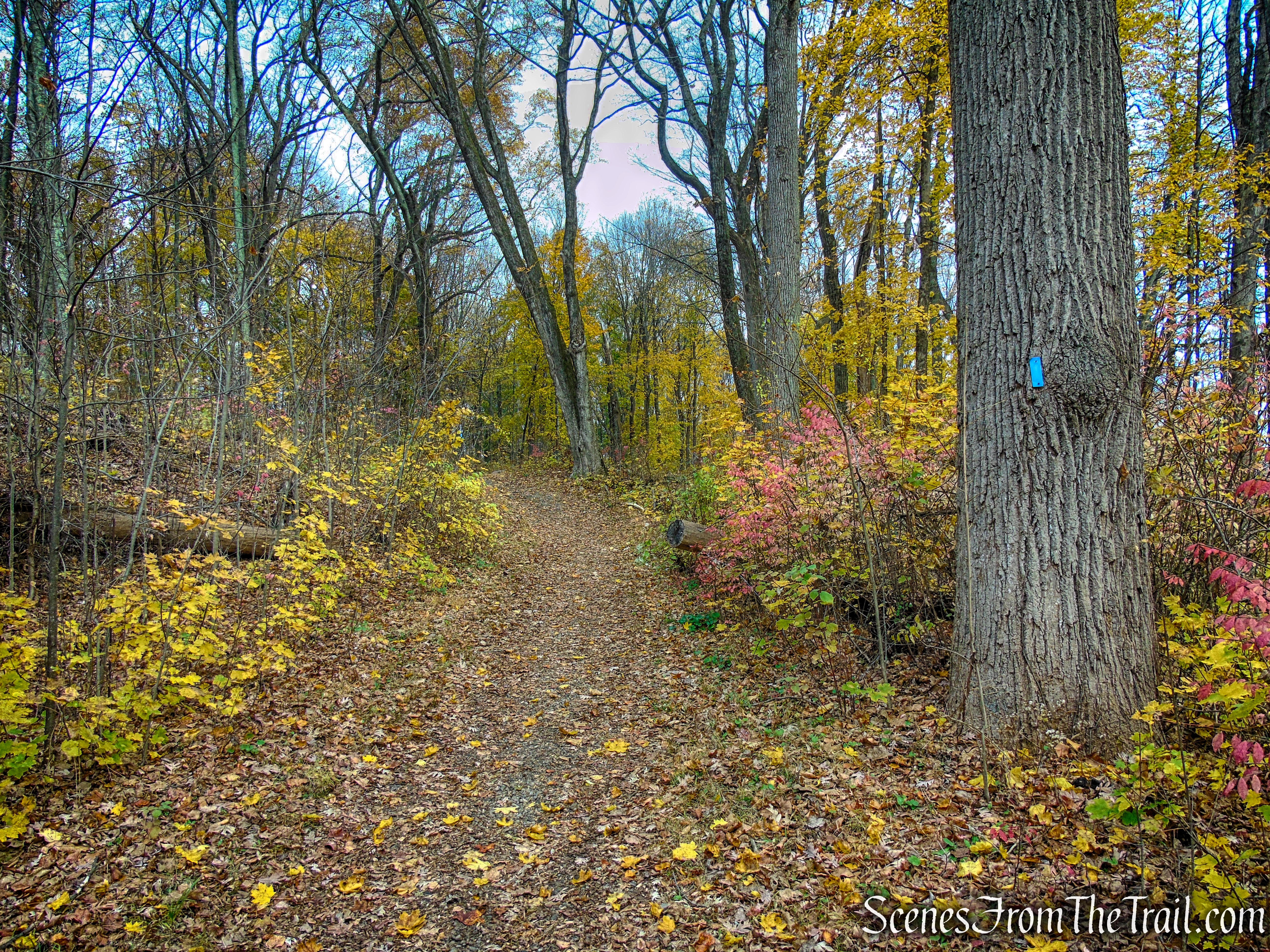 Blue Trail - Leon Levy Preserve