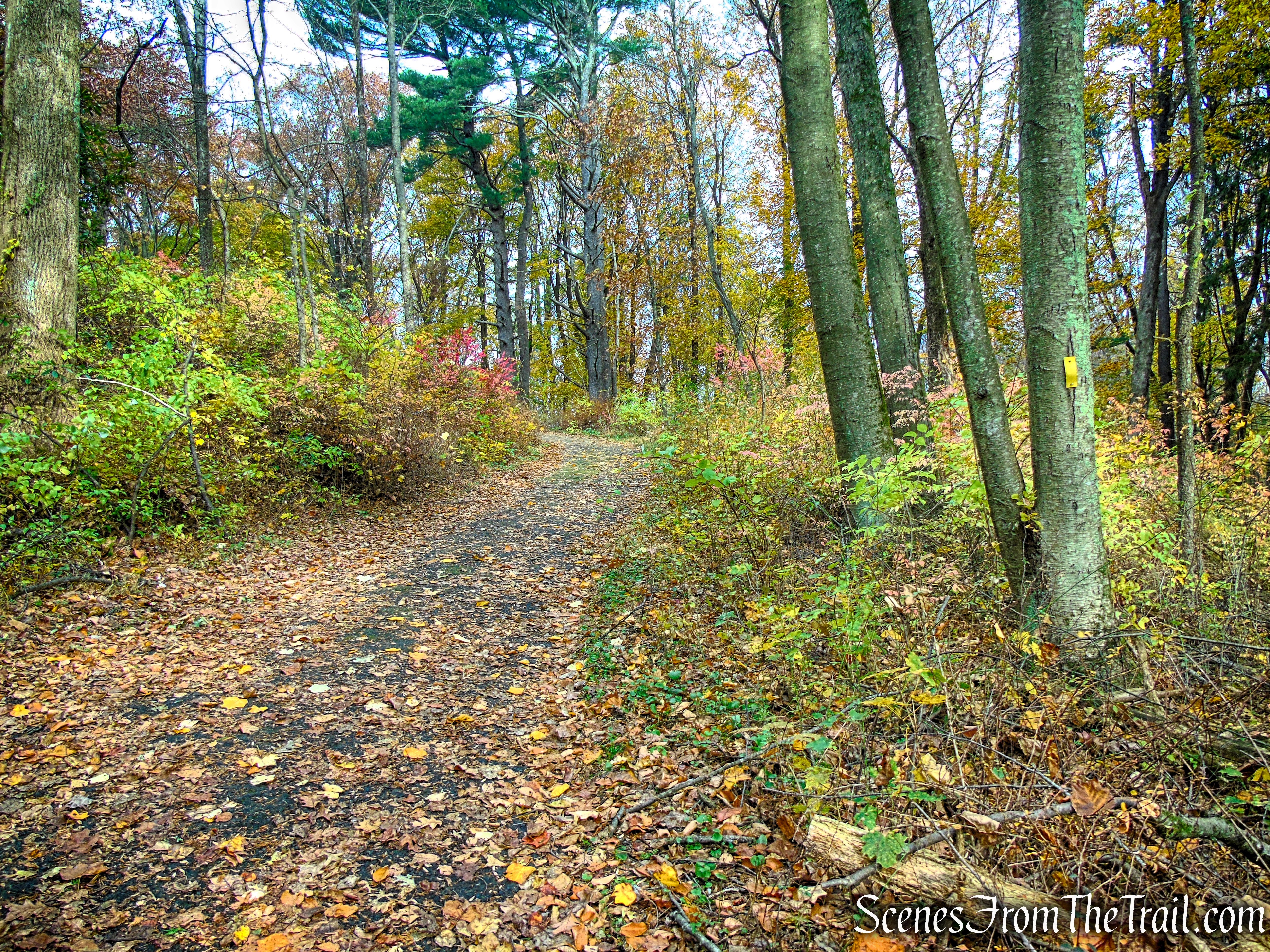 Yellow Trail - Leon Levy Preserve