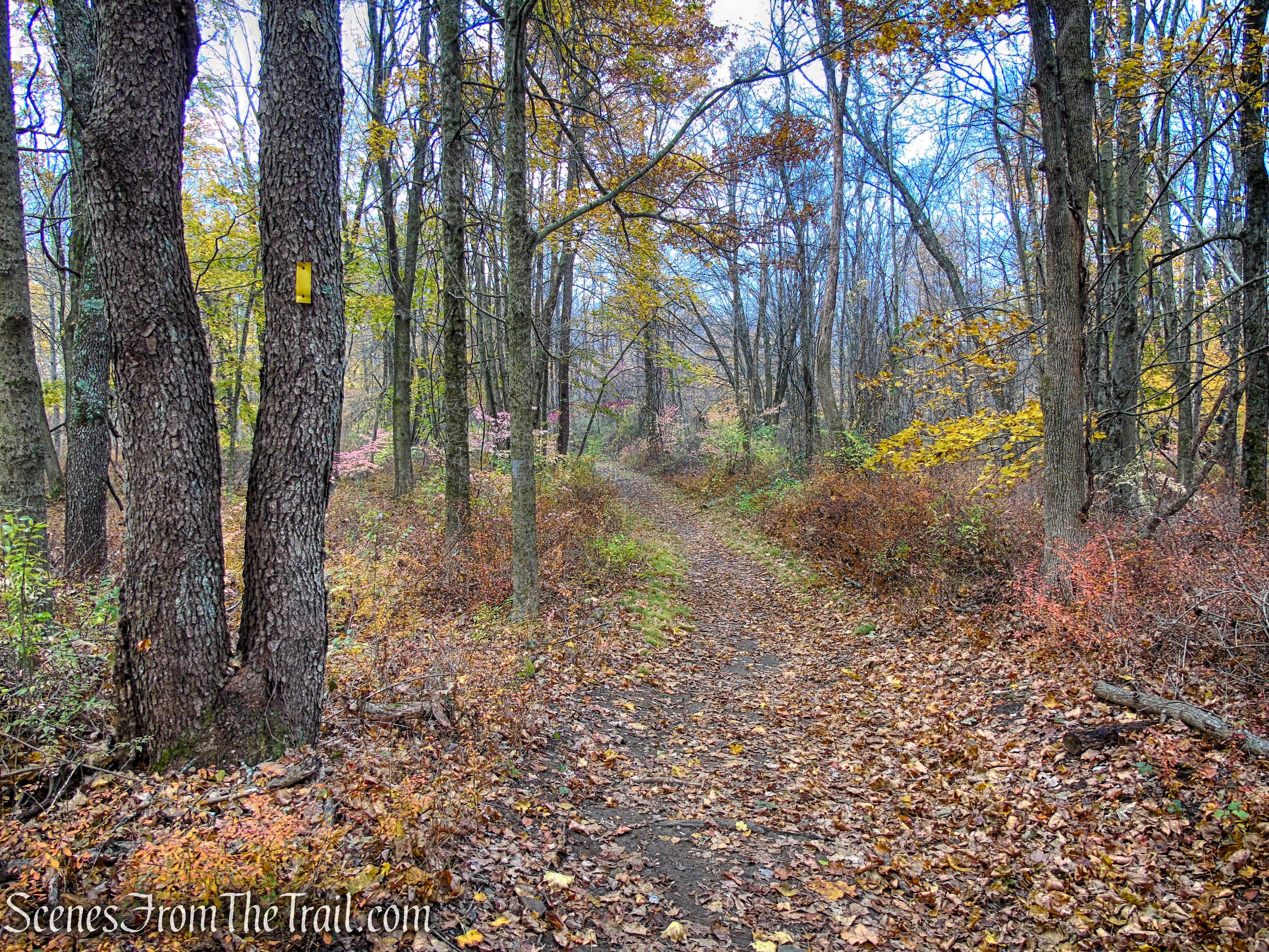 Yellow Trail - Leon Levy Preserve
