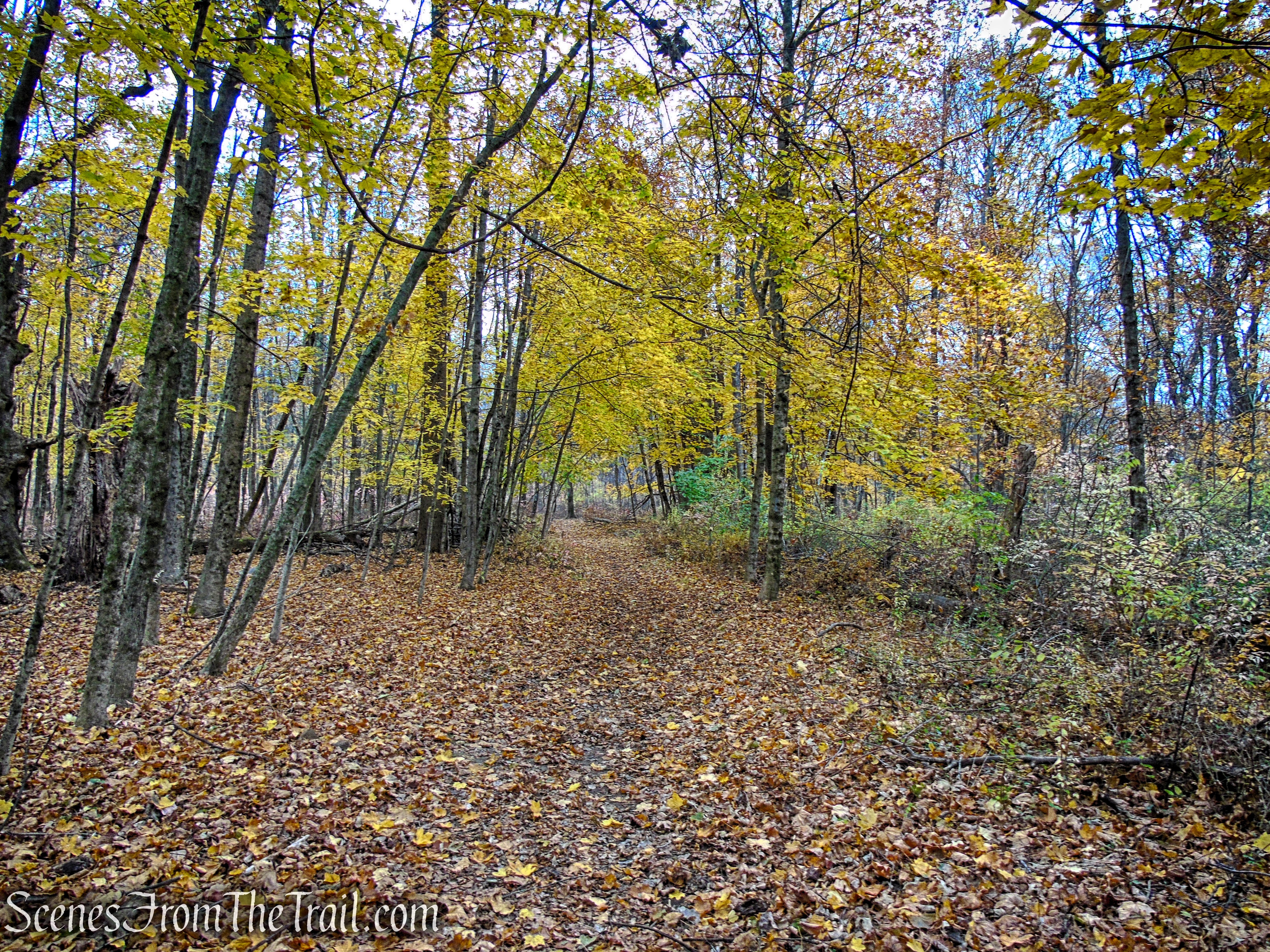 Yellow Trail - Leon Levy Preserve