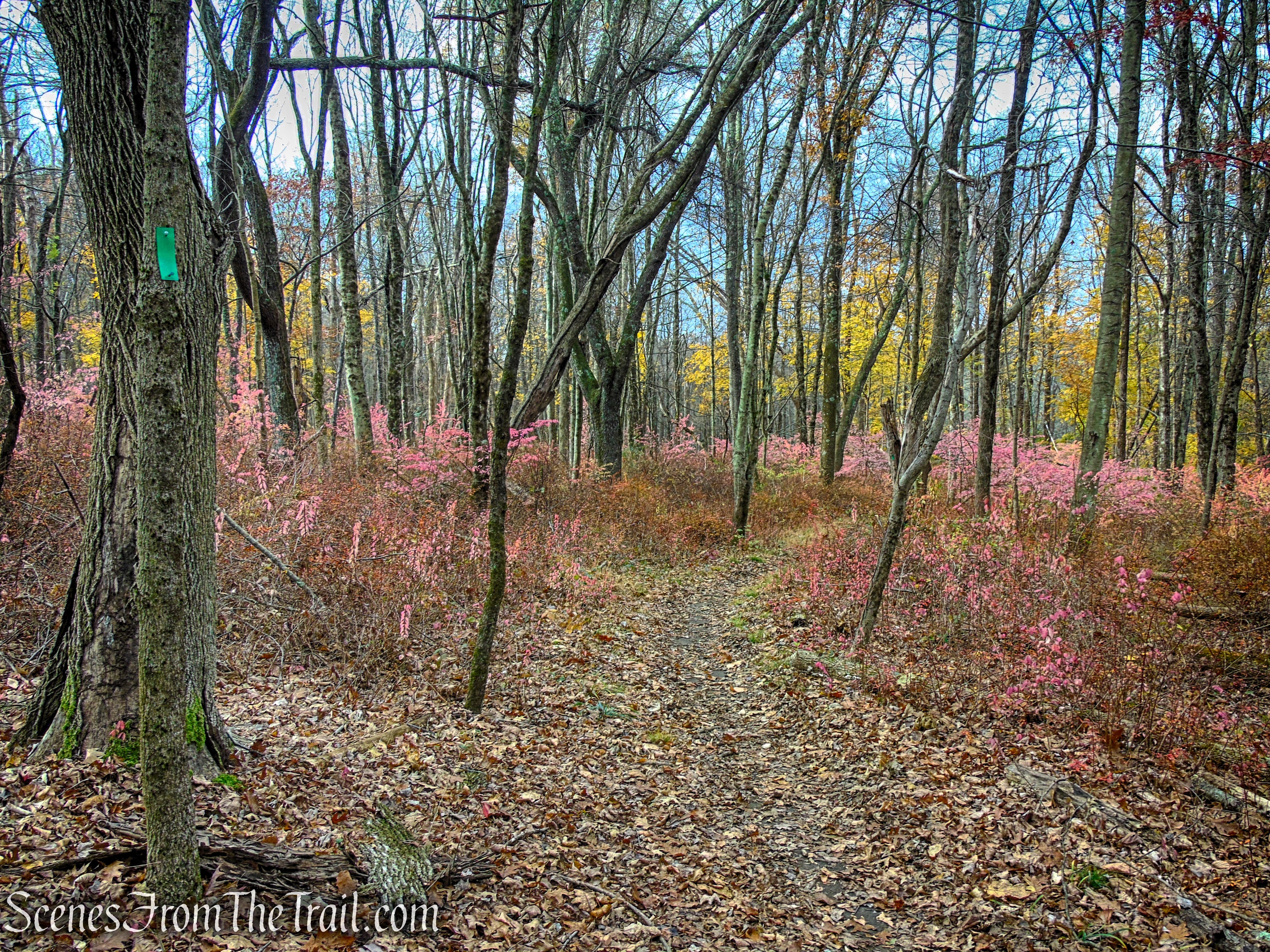 Green Trail - Leon Levy Preserve