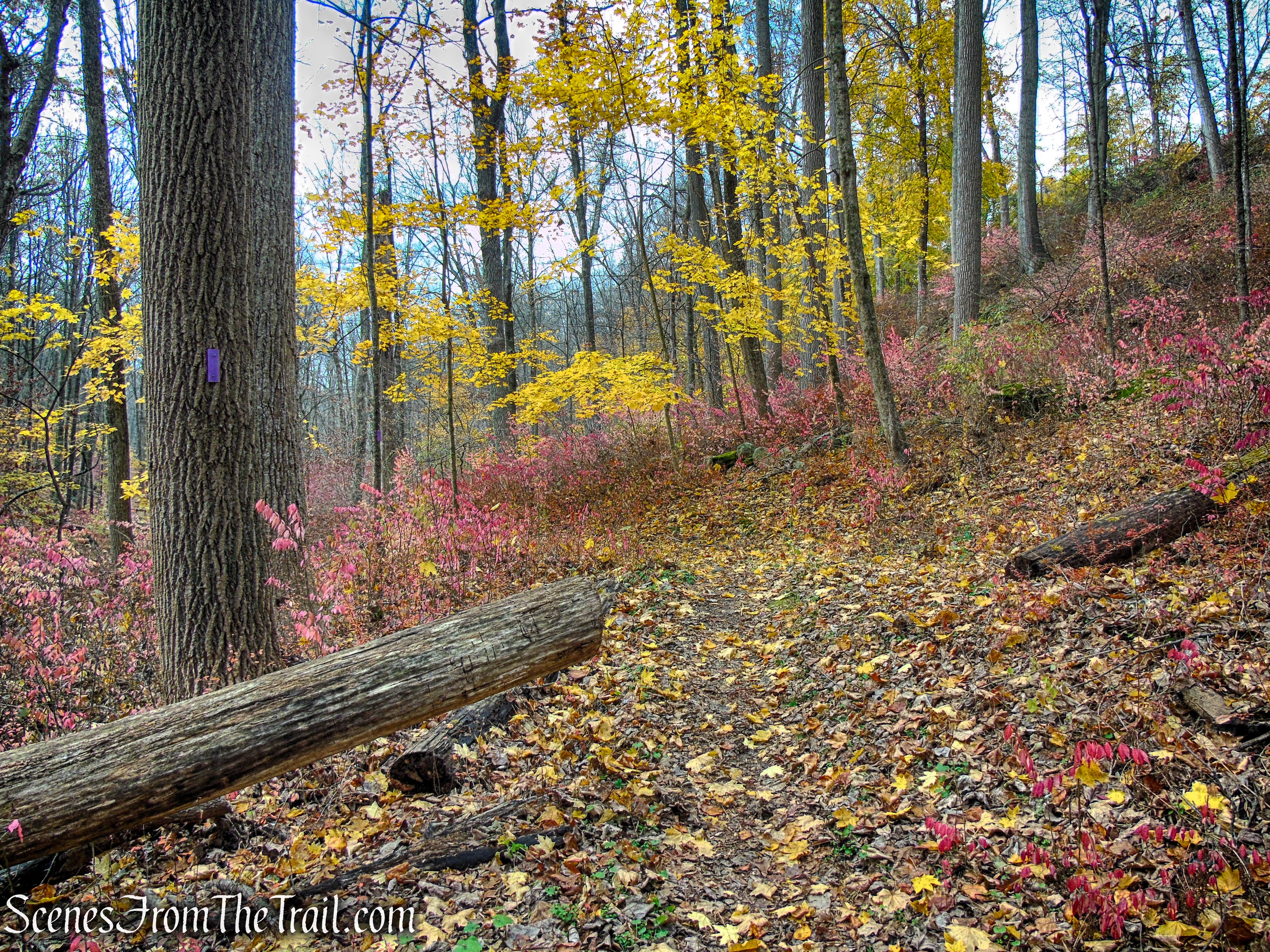 Purple Trail - Leon Levy Preserve