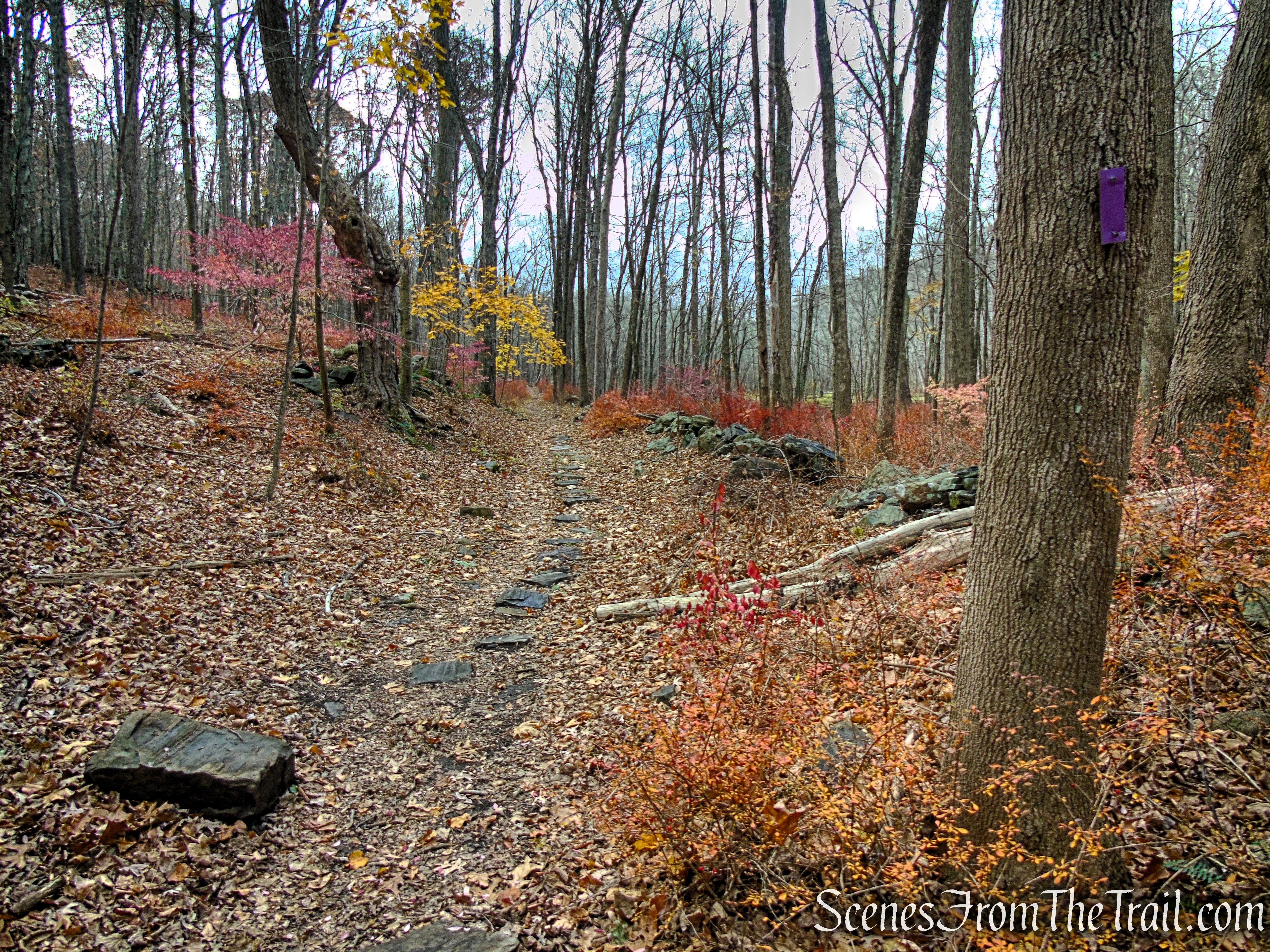 Purple Trail - Leon Levy Preserve