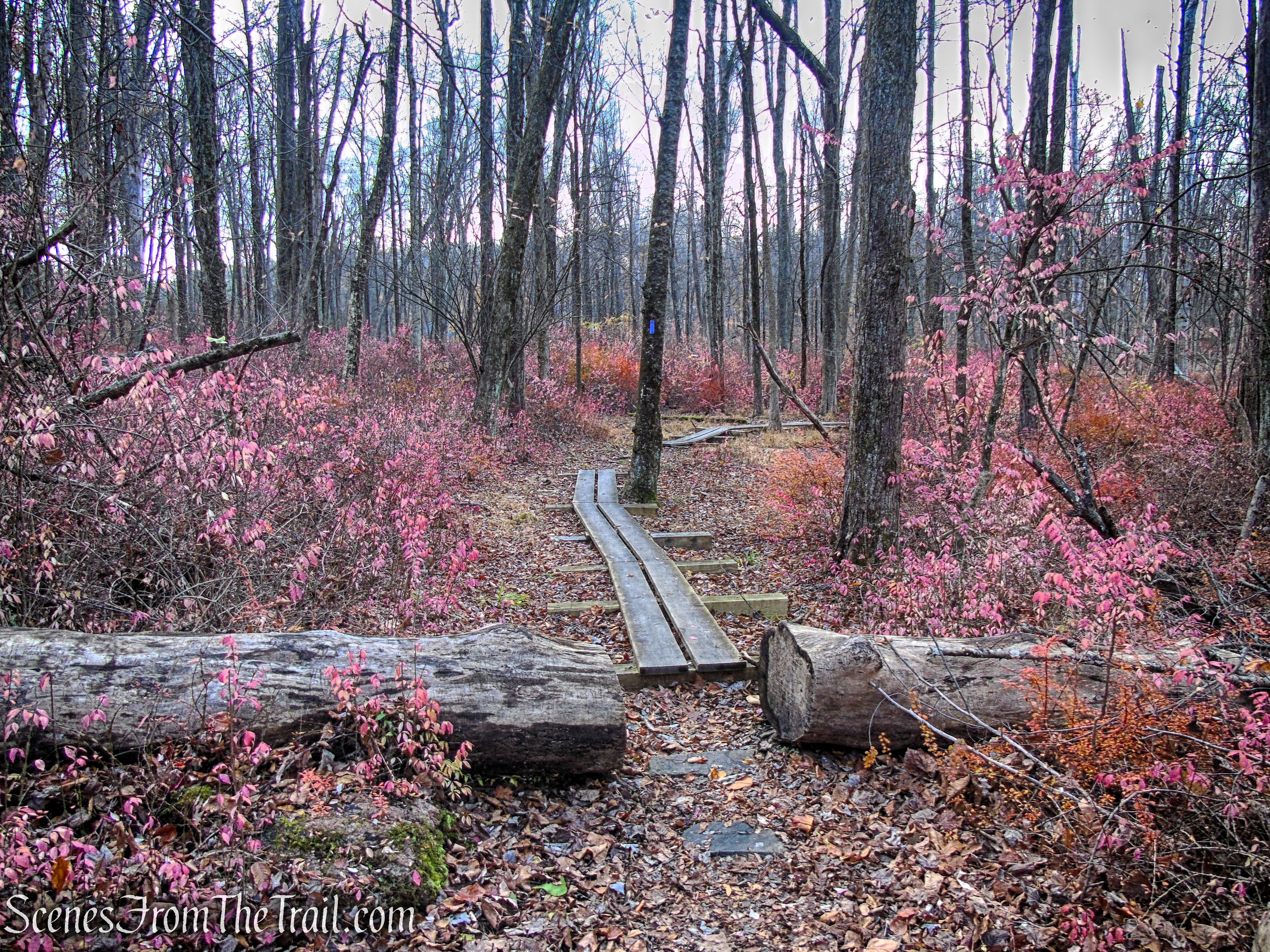 Purple Trail - Leon Levy Preserve